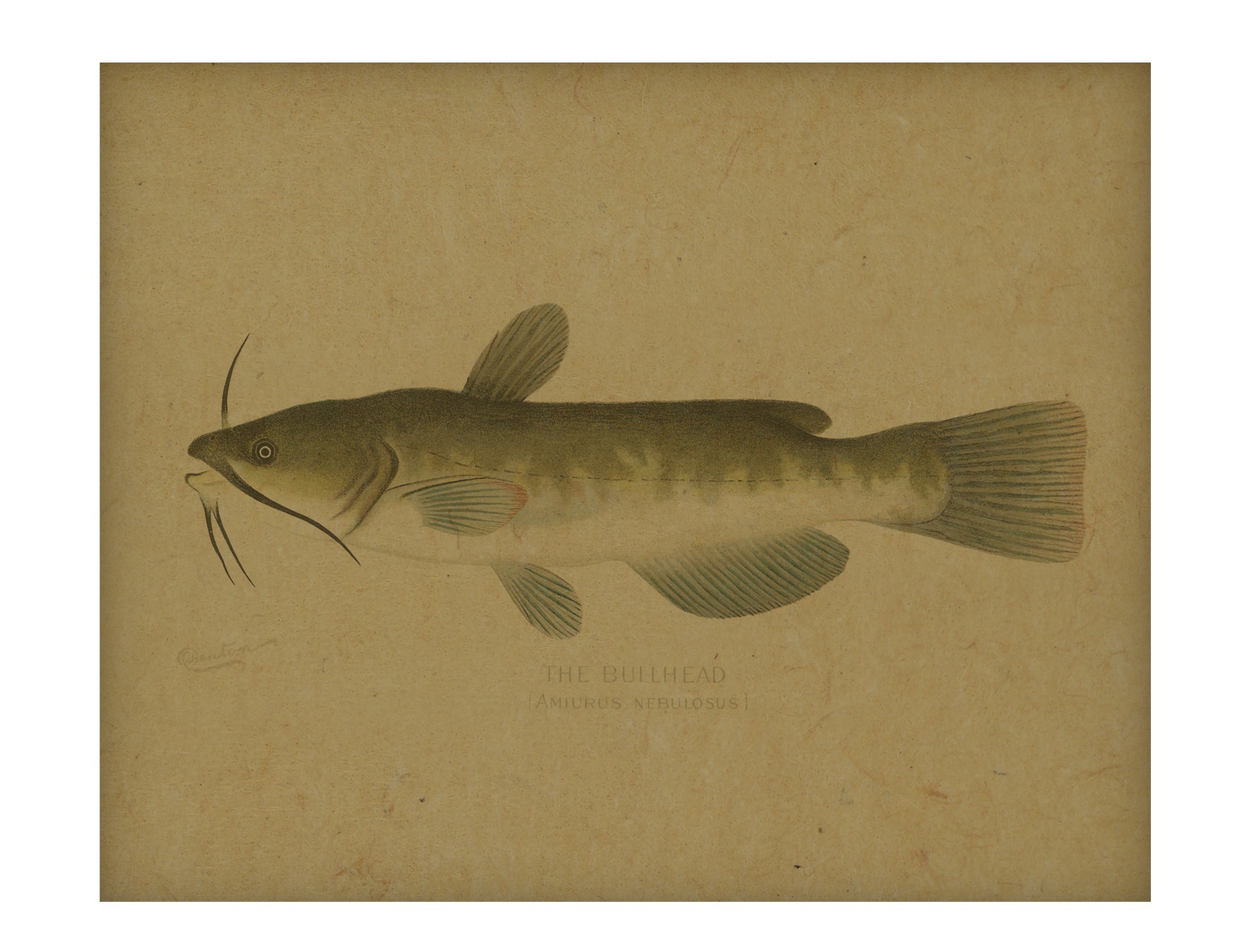 Bullhead Catfish hemp art