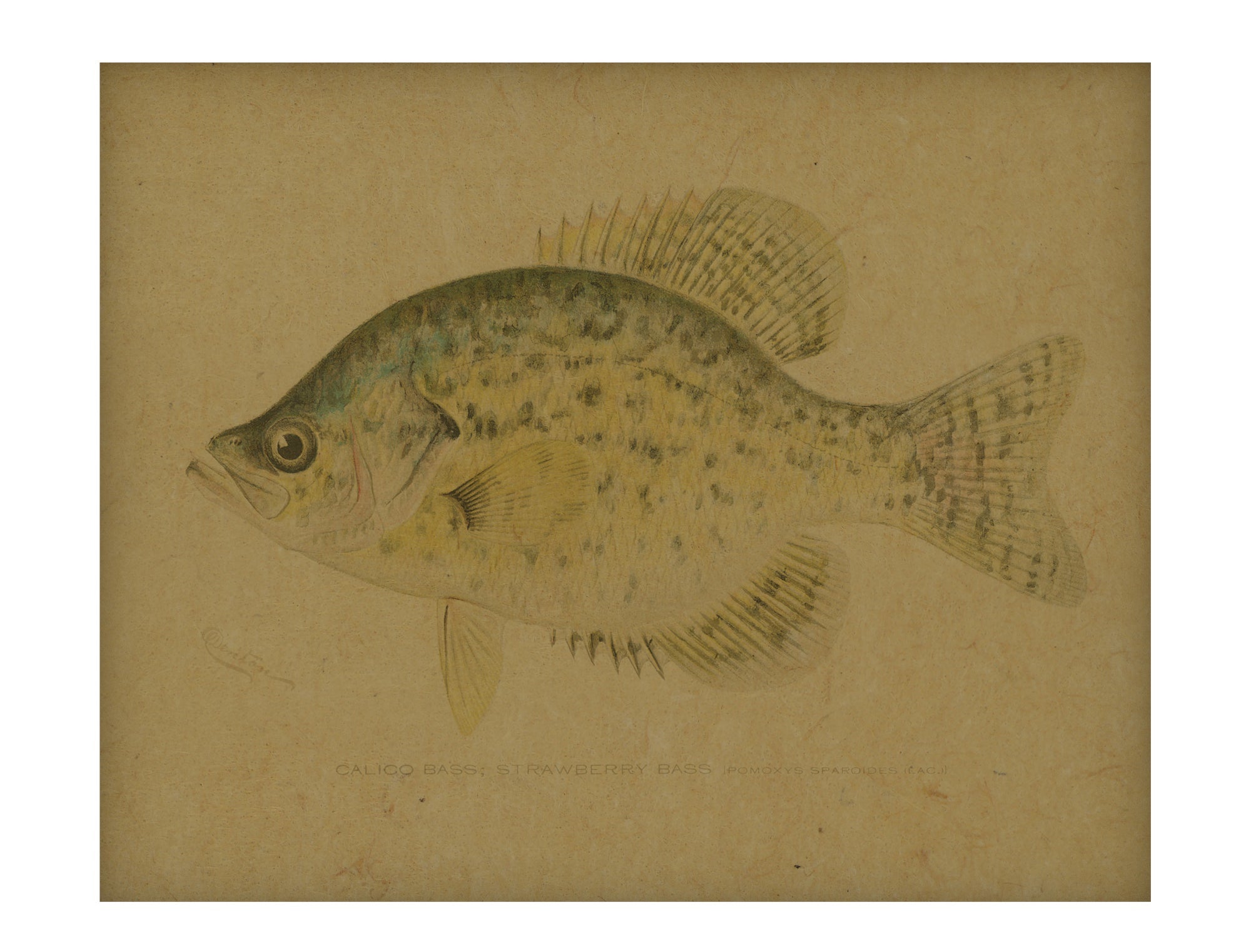 Calico Bass hemp art