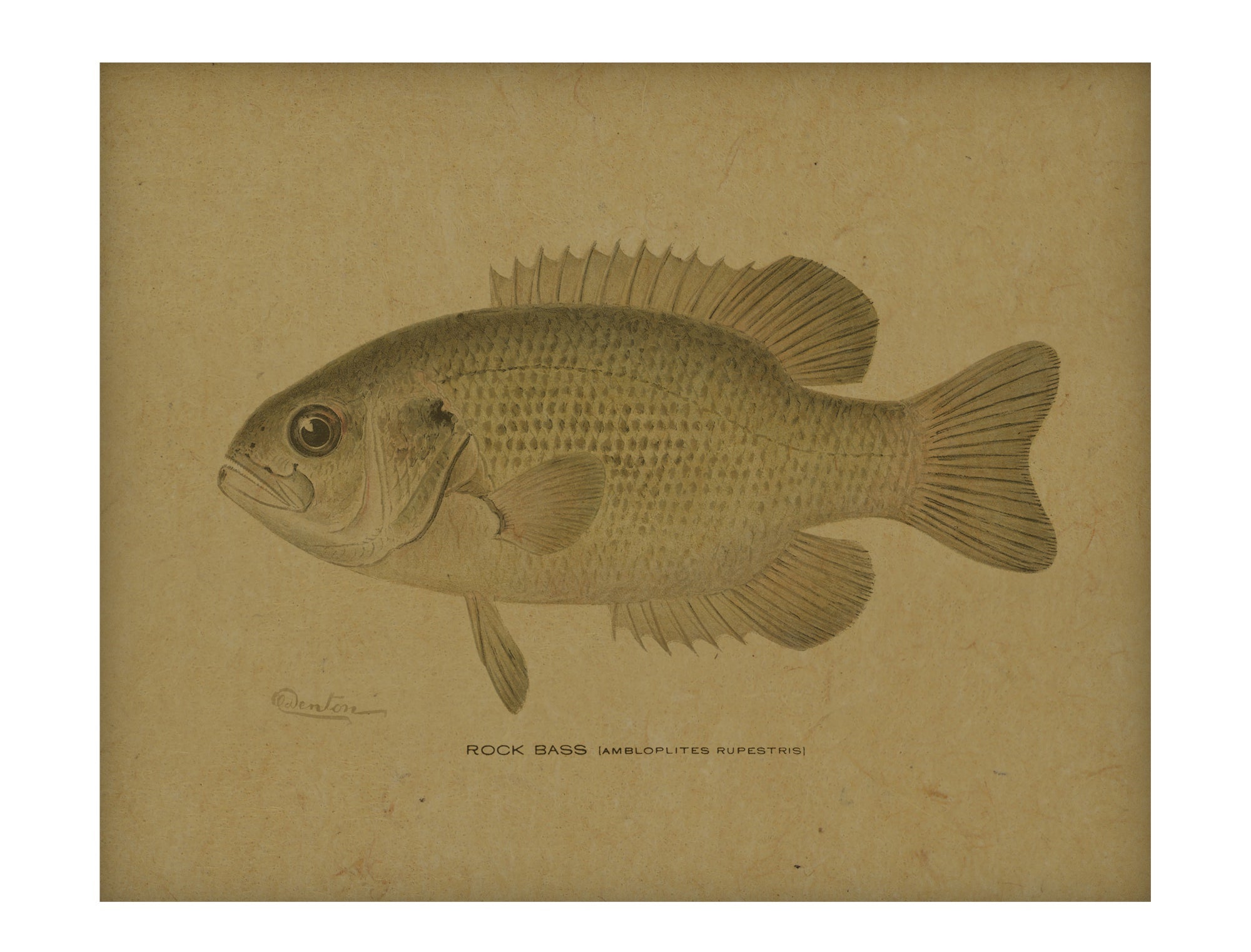 Rock Bass hemp art