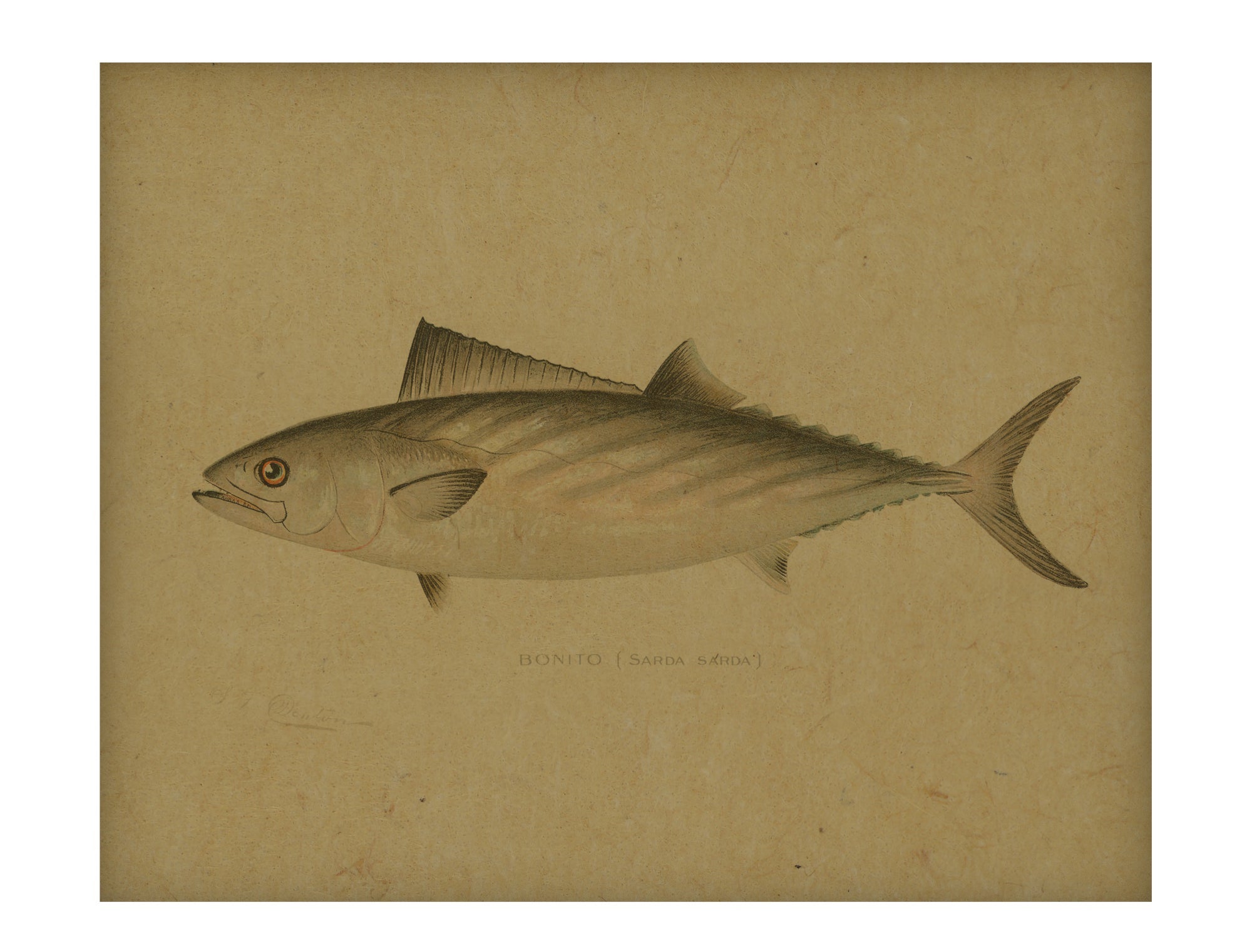 Bonito hemp art
