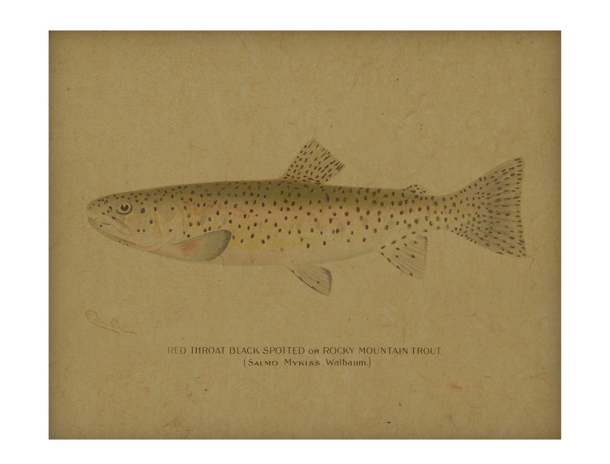 Fish I hemp art