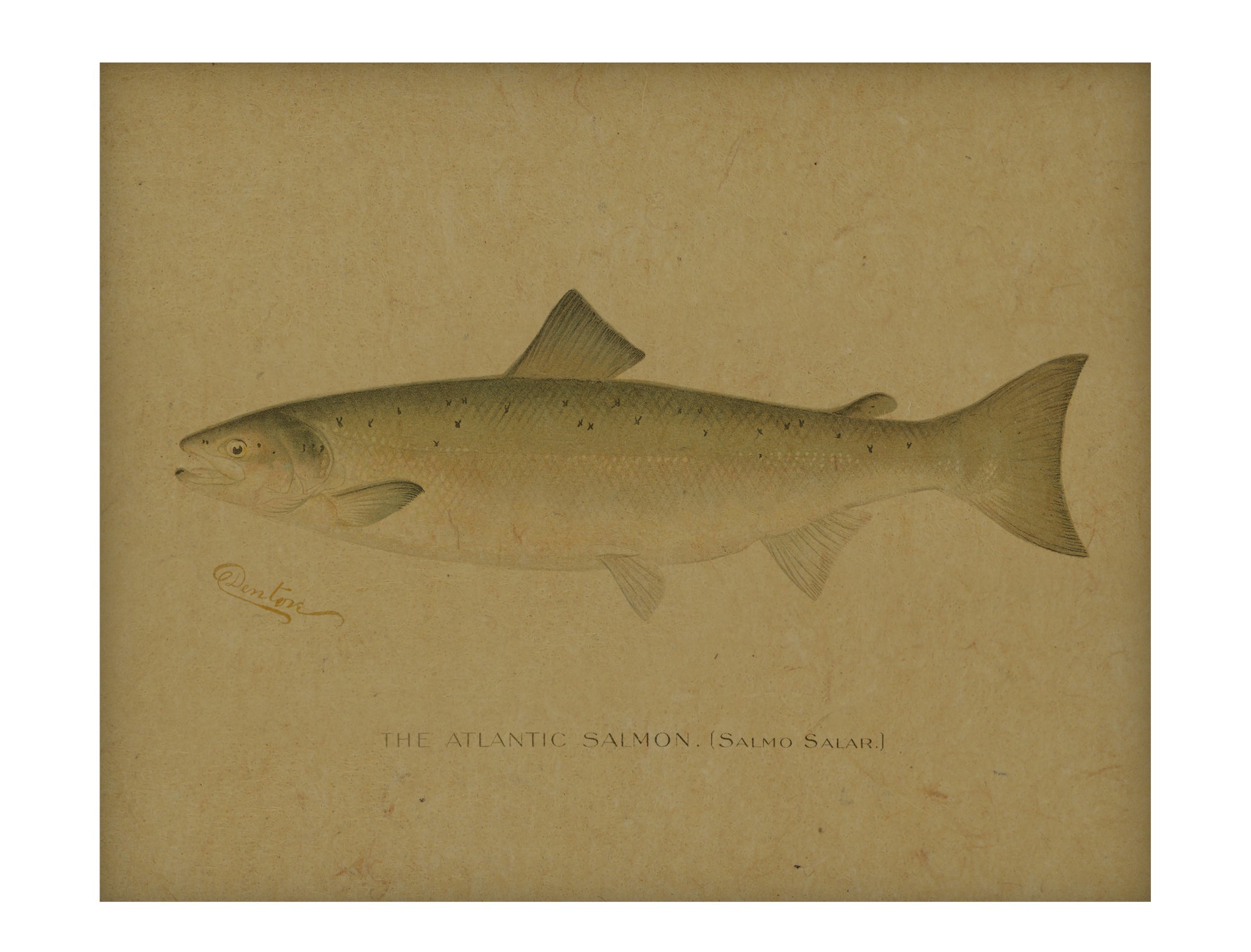 Fish II hemp art