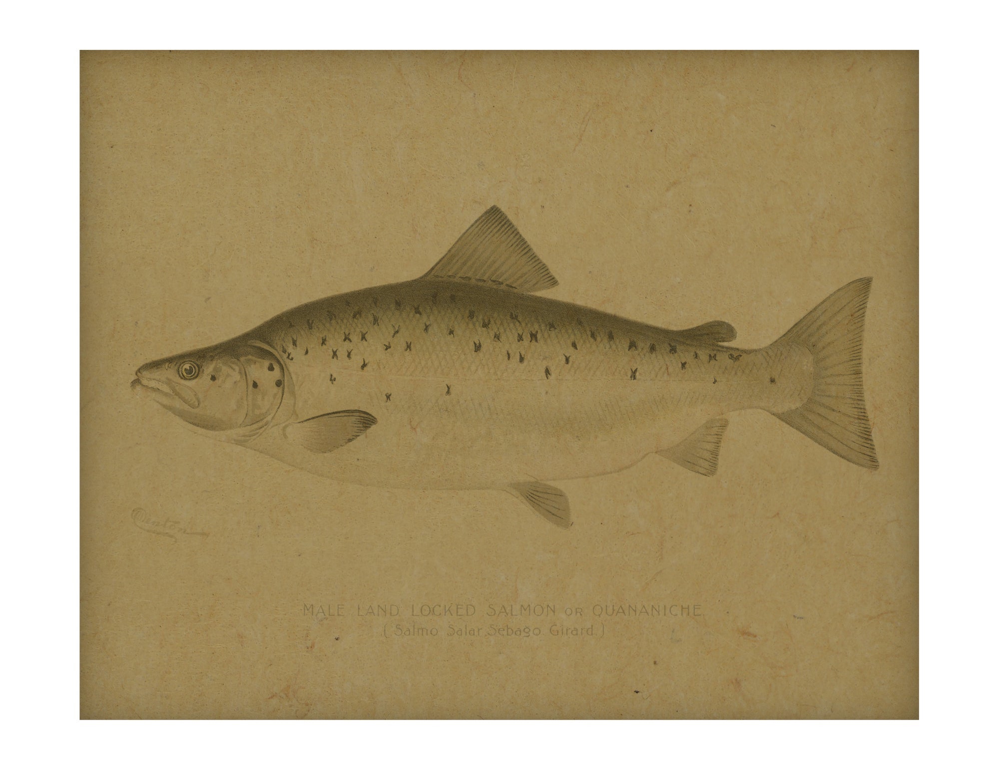Fish IV hemp art