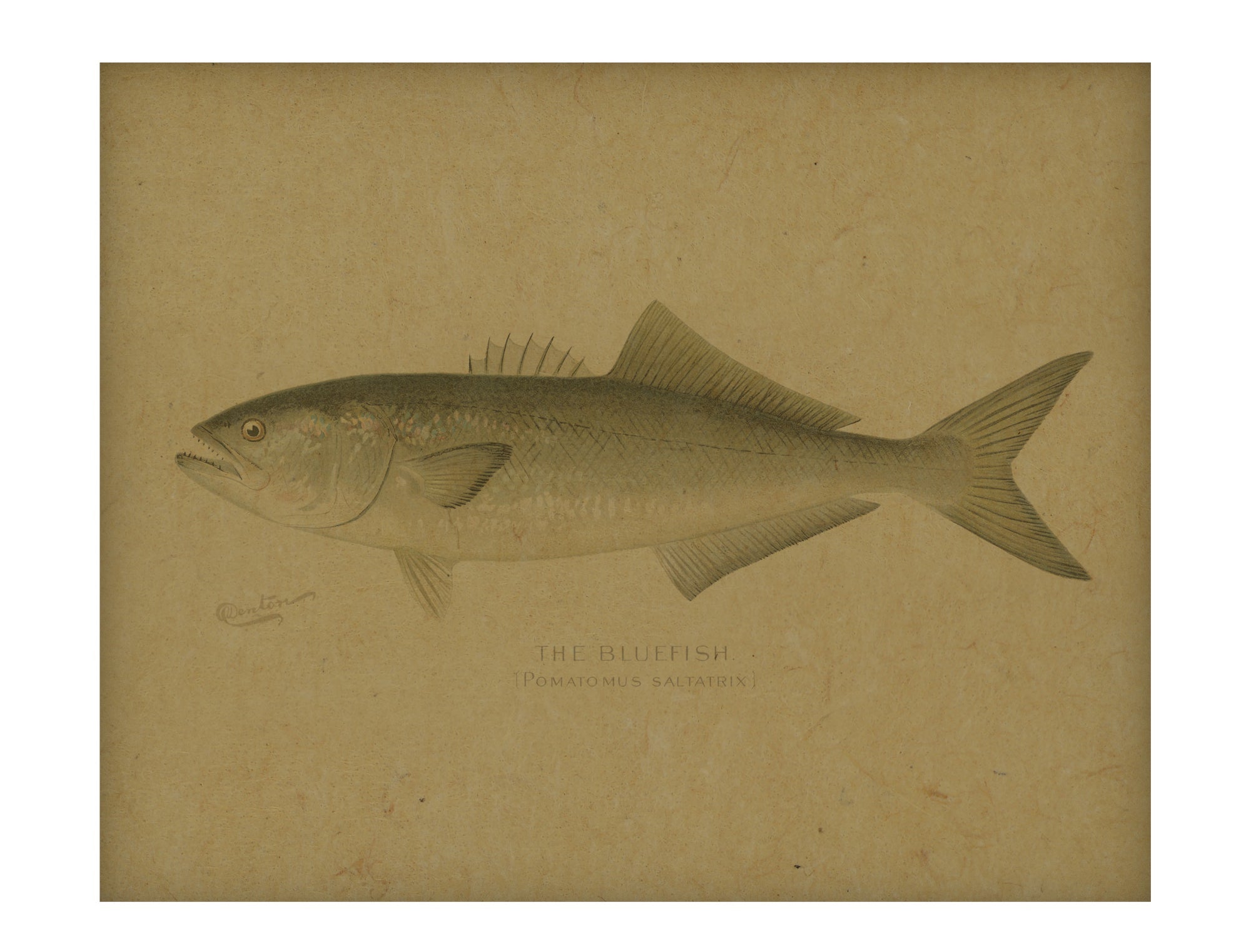 Fish V hemp art