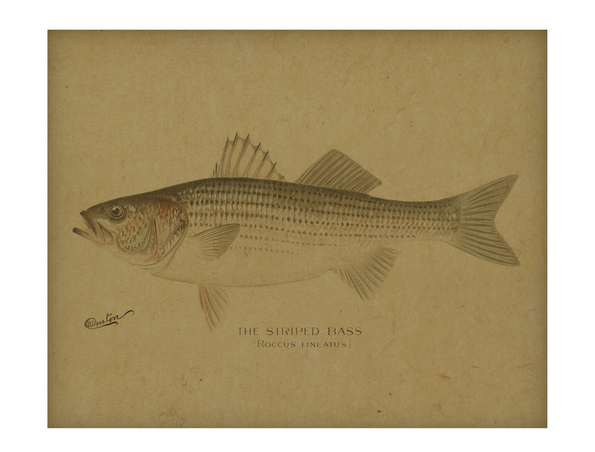 Striped Bass hemp art