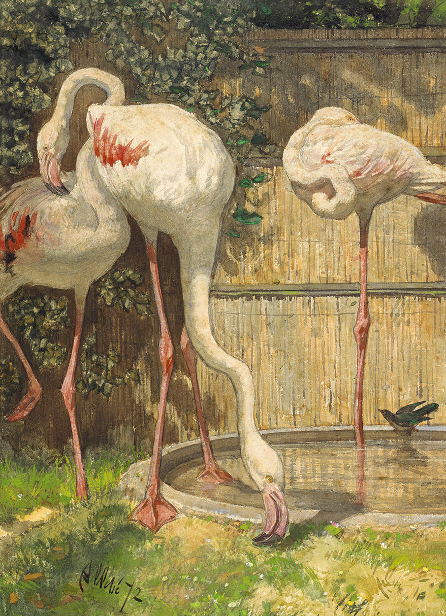 Flamingos