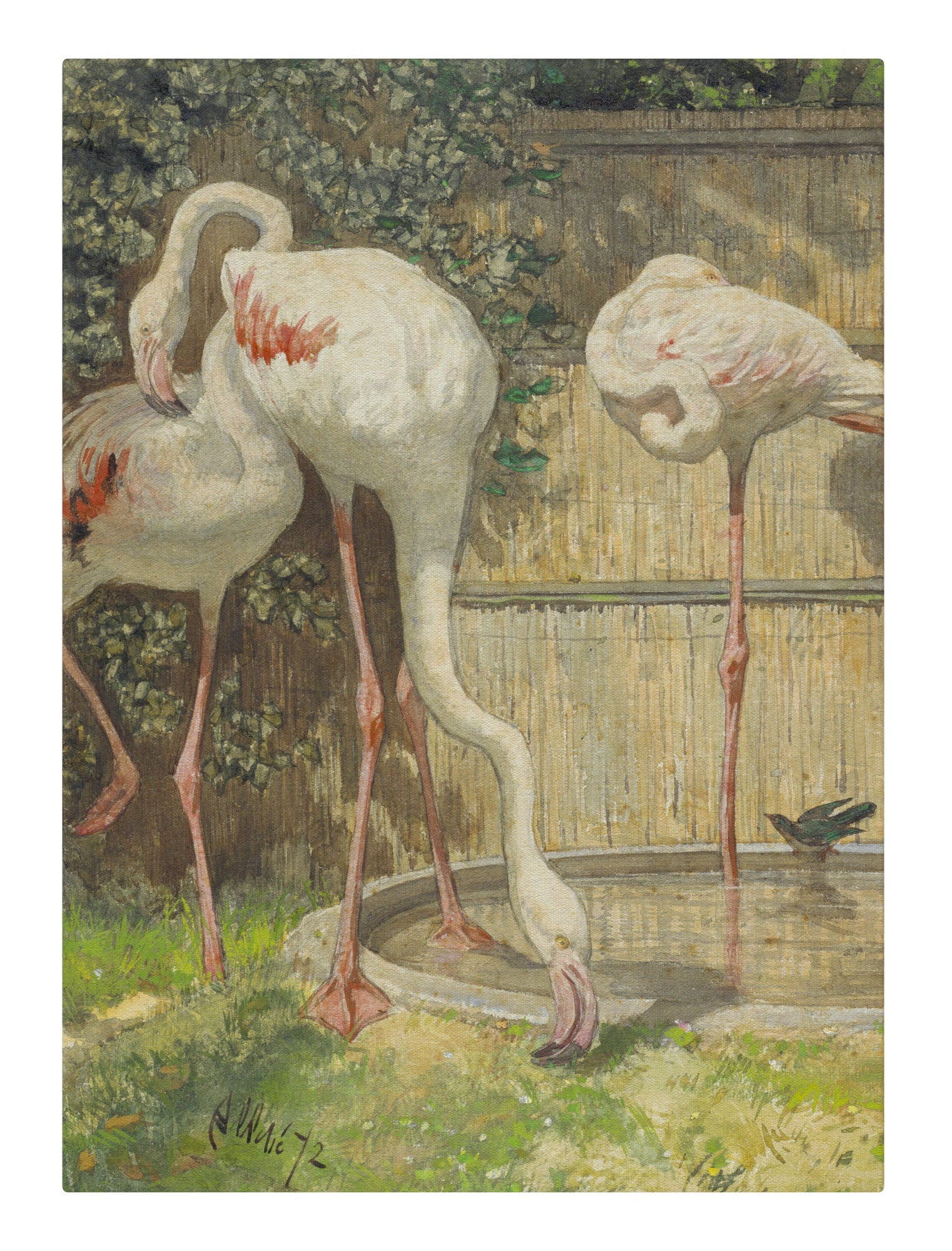 Flamingos