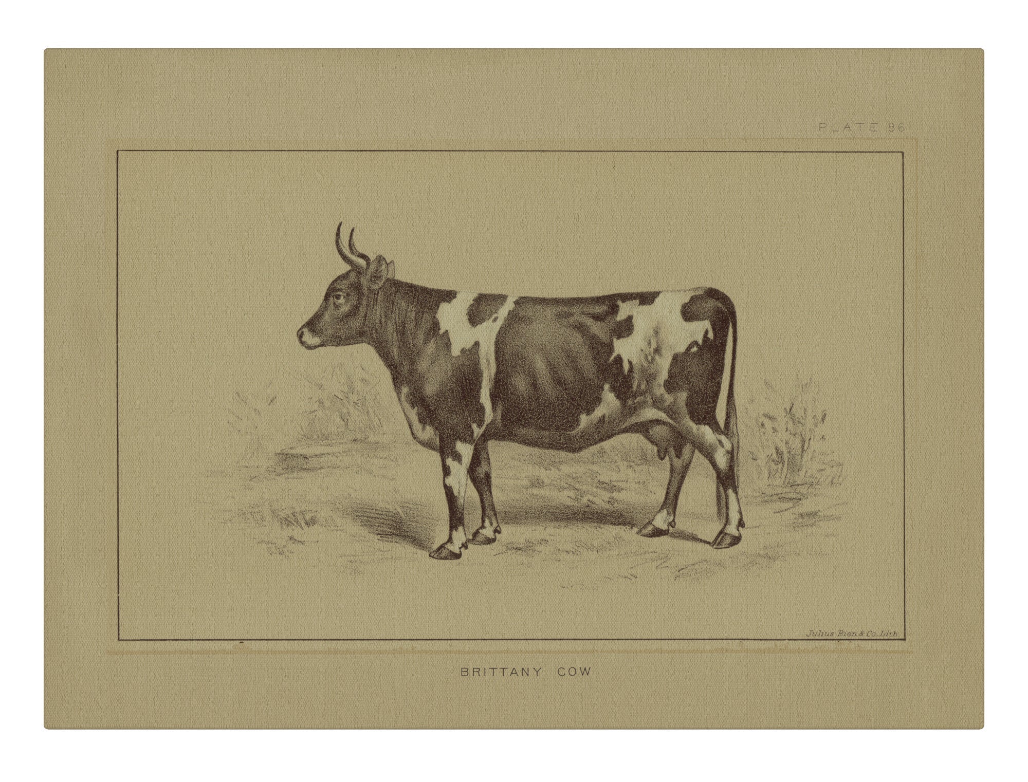 Brittany Cow