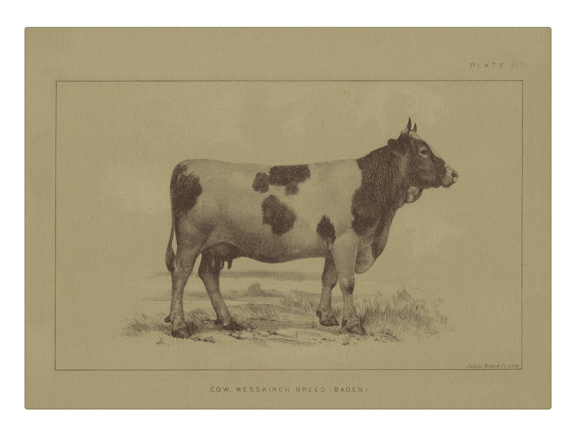 Cow Messkirch