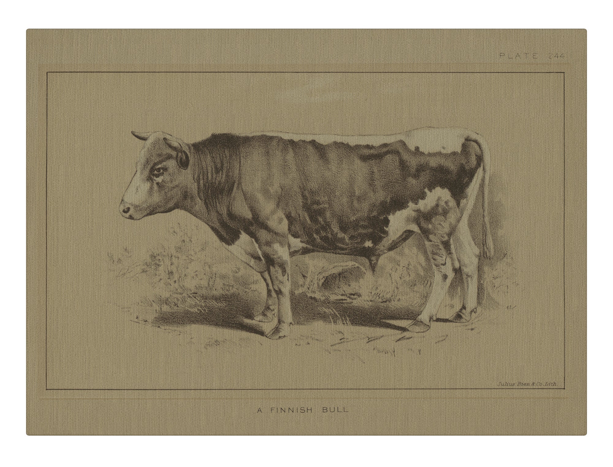Finnish Bull