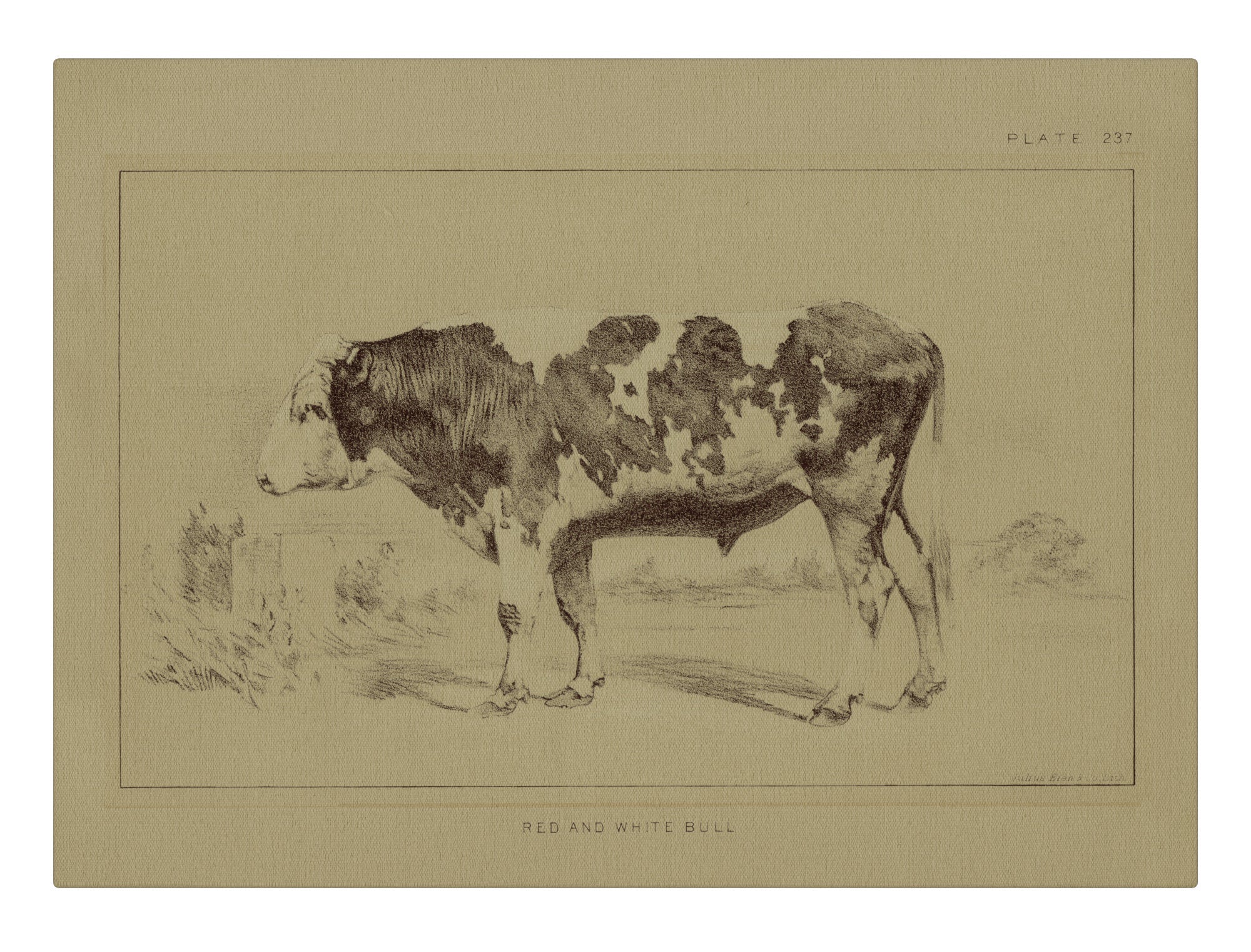 Red and White Bull
