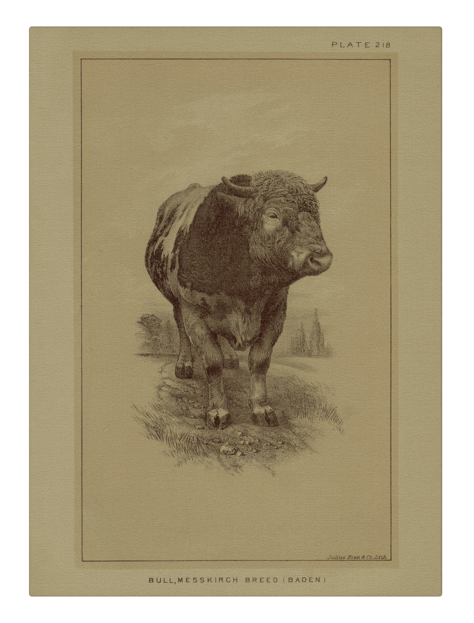 Bull Messkirch