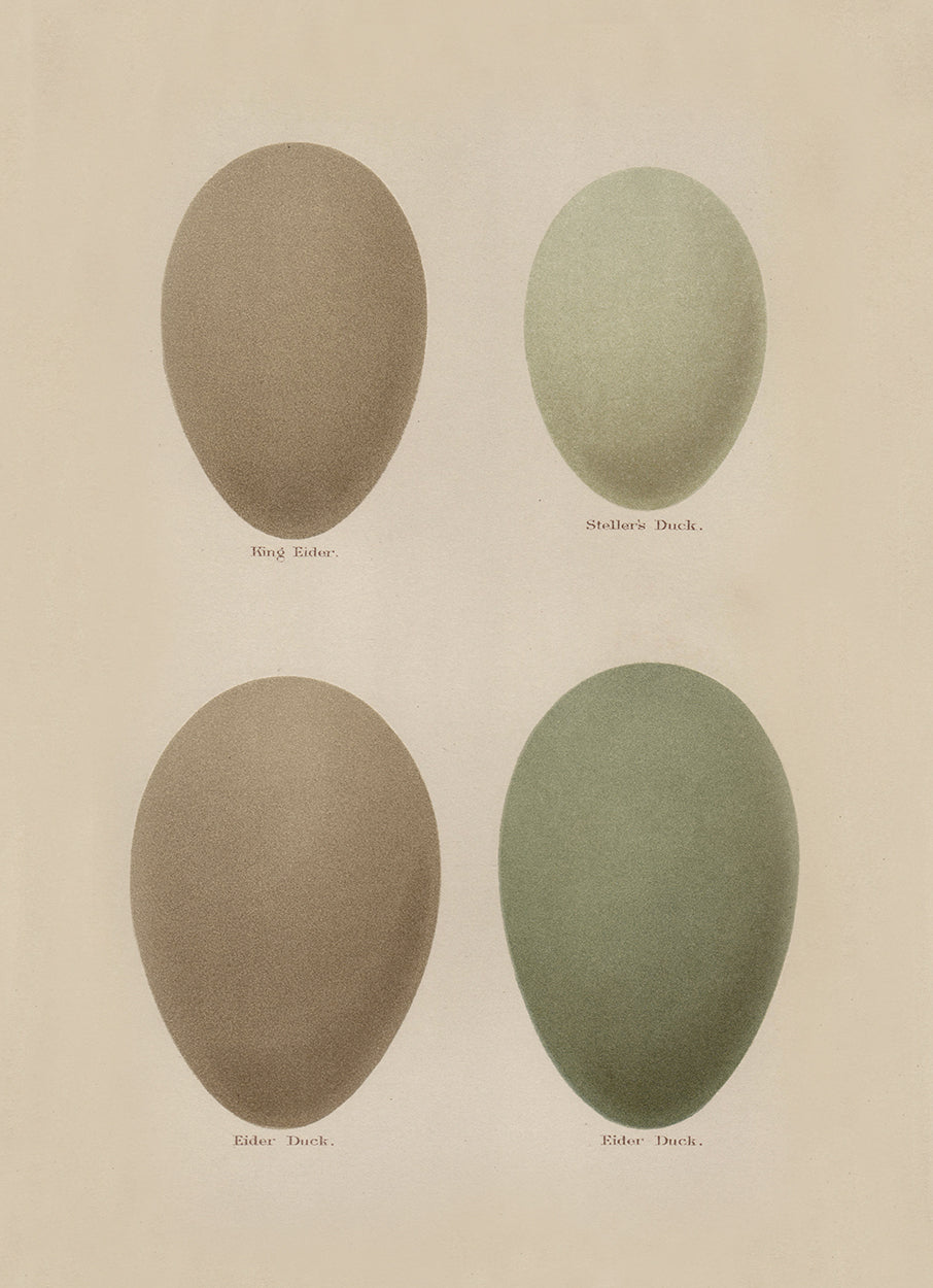 Duck Eggs