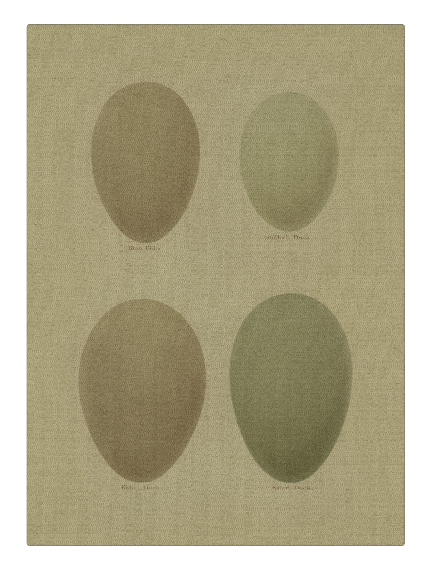 Duck Eggs