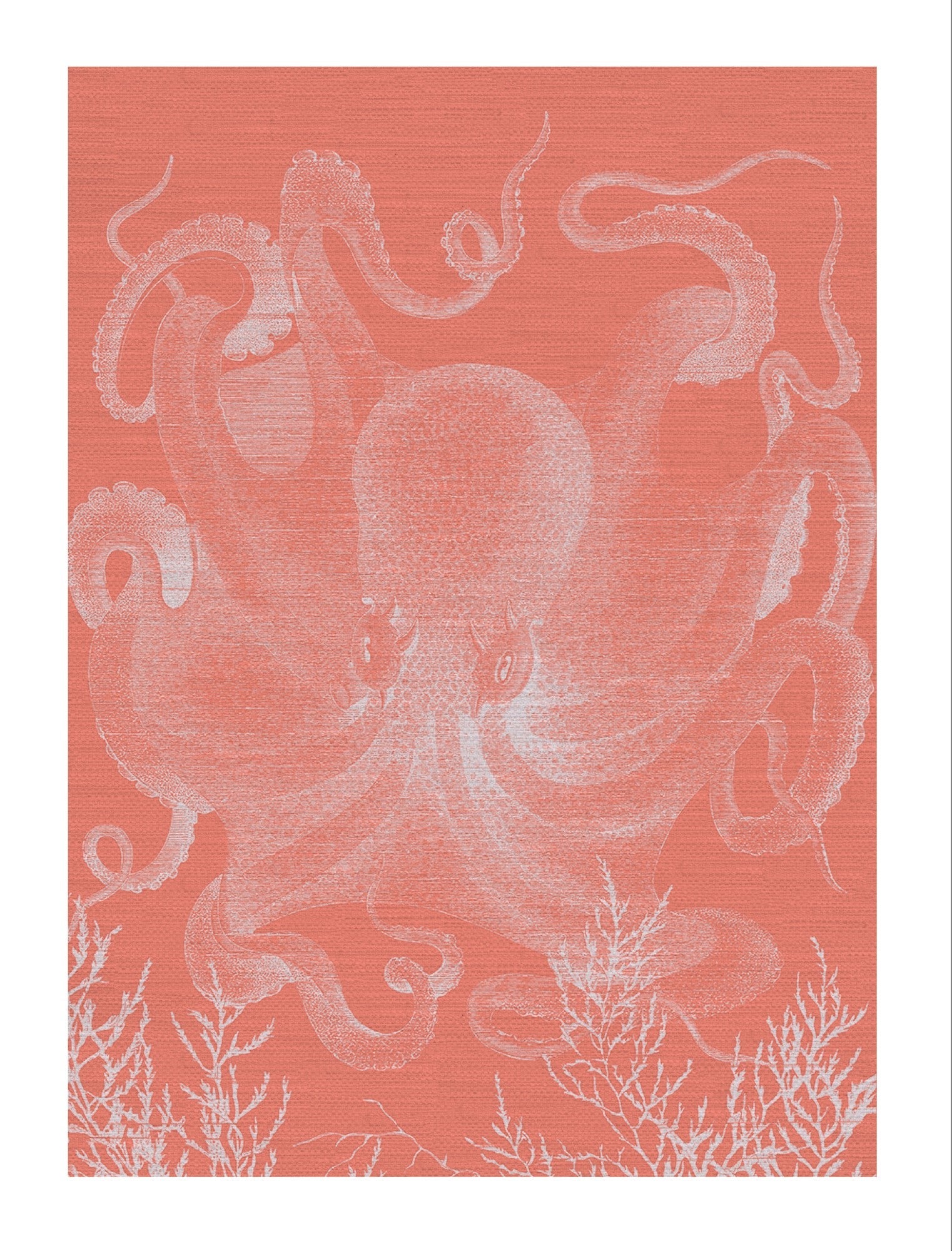 Octopus III Full white with coral background