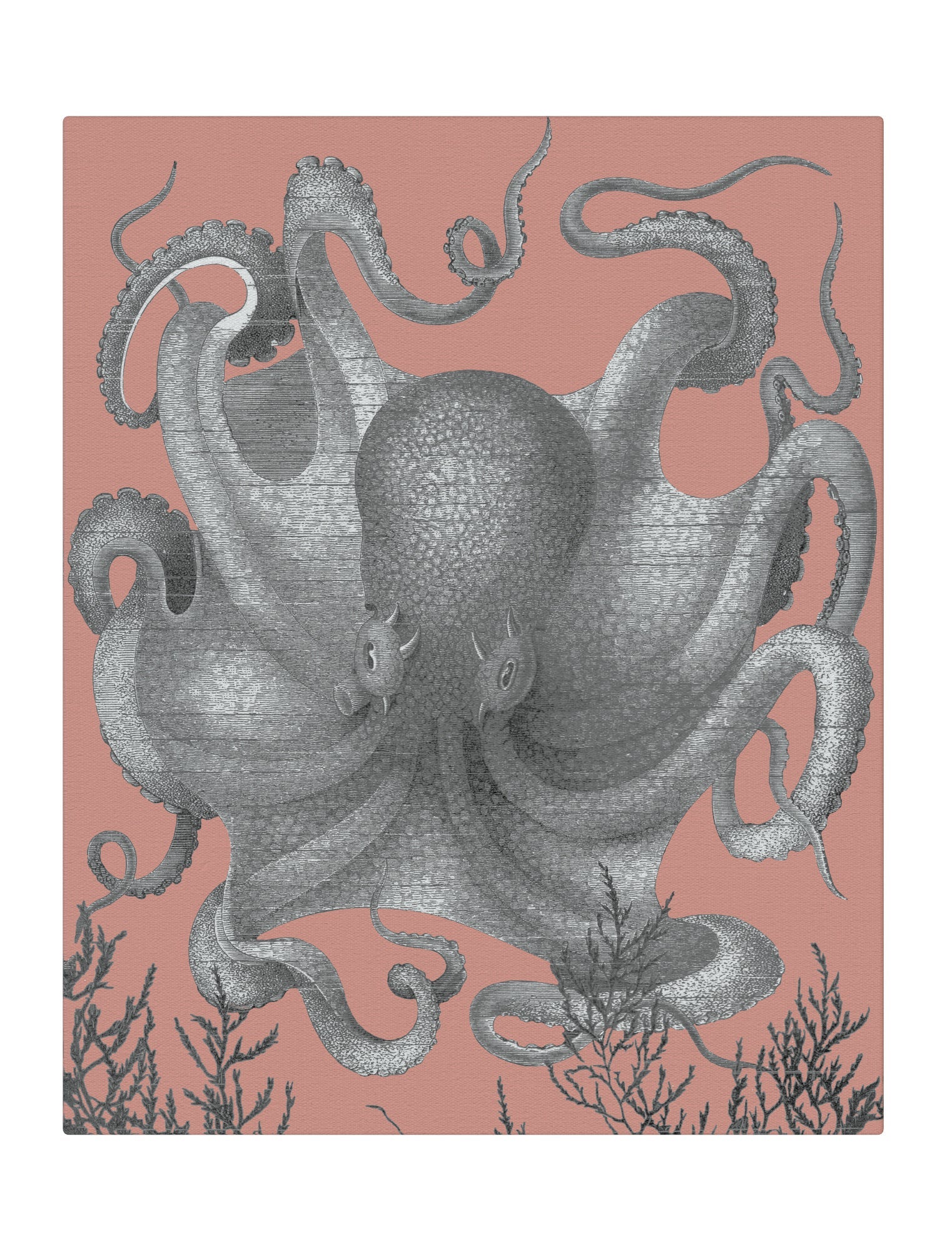 Octopus III Full gray with coral background