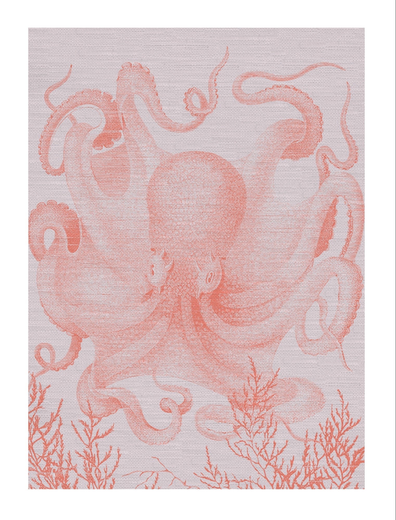 Octopus III full coral with white background
