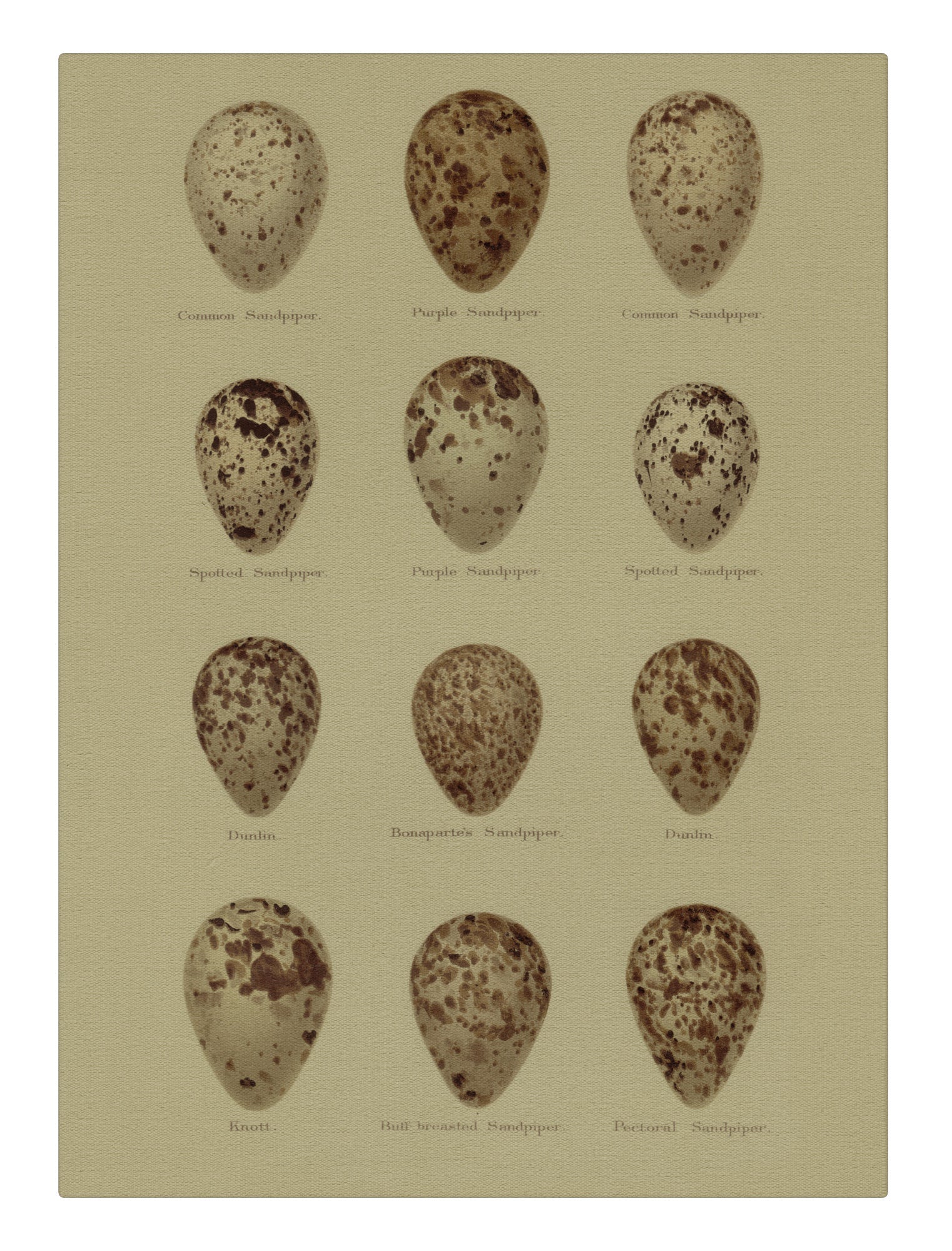 Sand Pipers Eggs