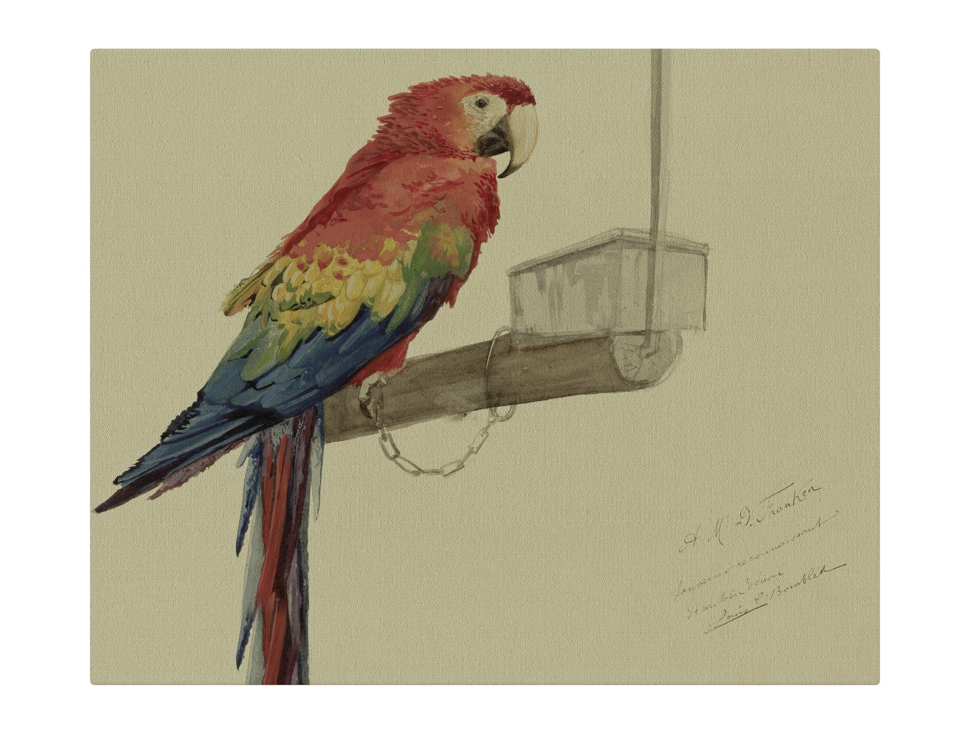 Parrot on Perch