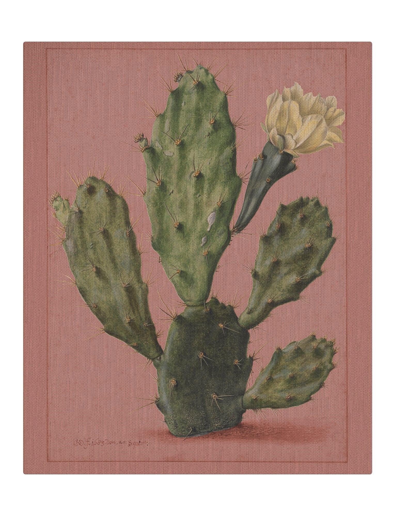 Cactus on coral background