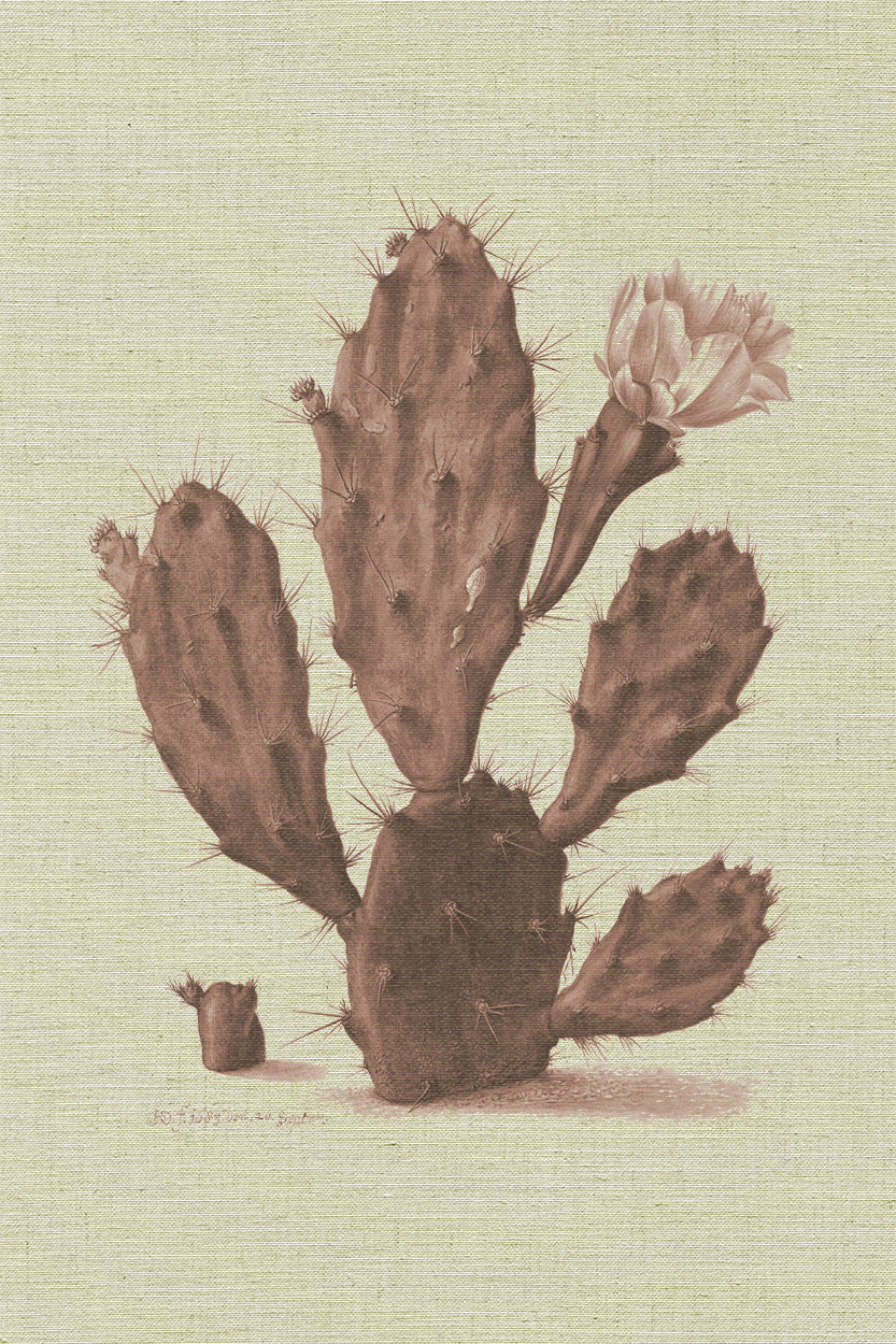 Coral cactus