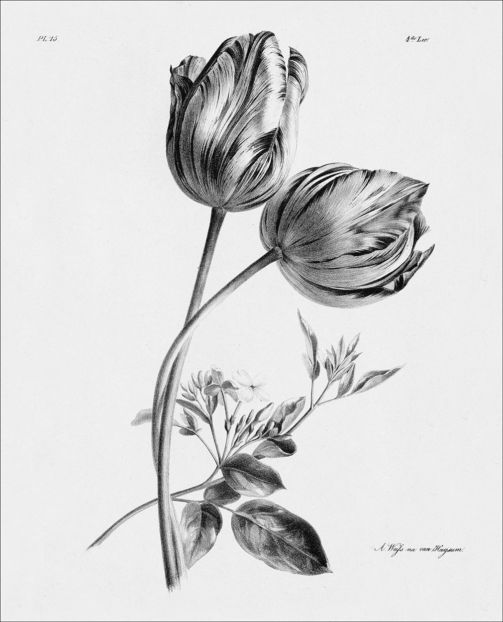 Tulip black and white