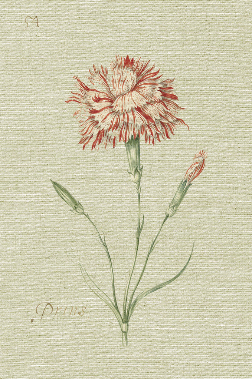 Carnation