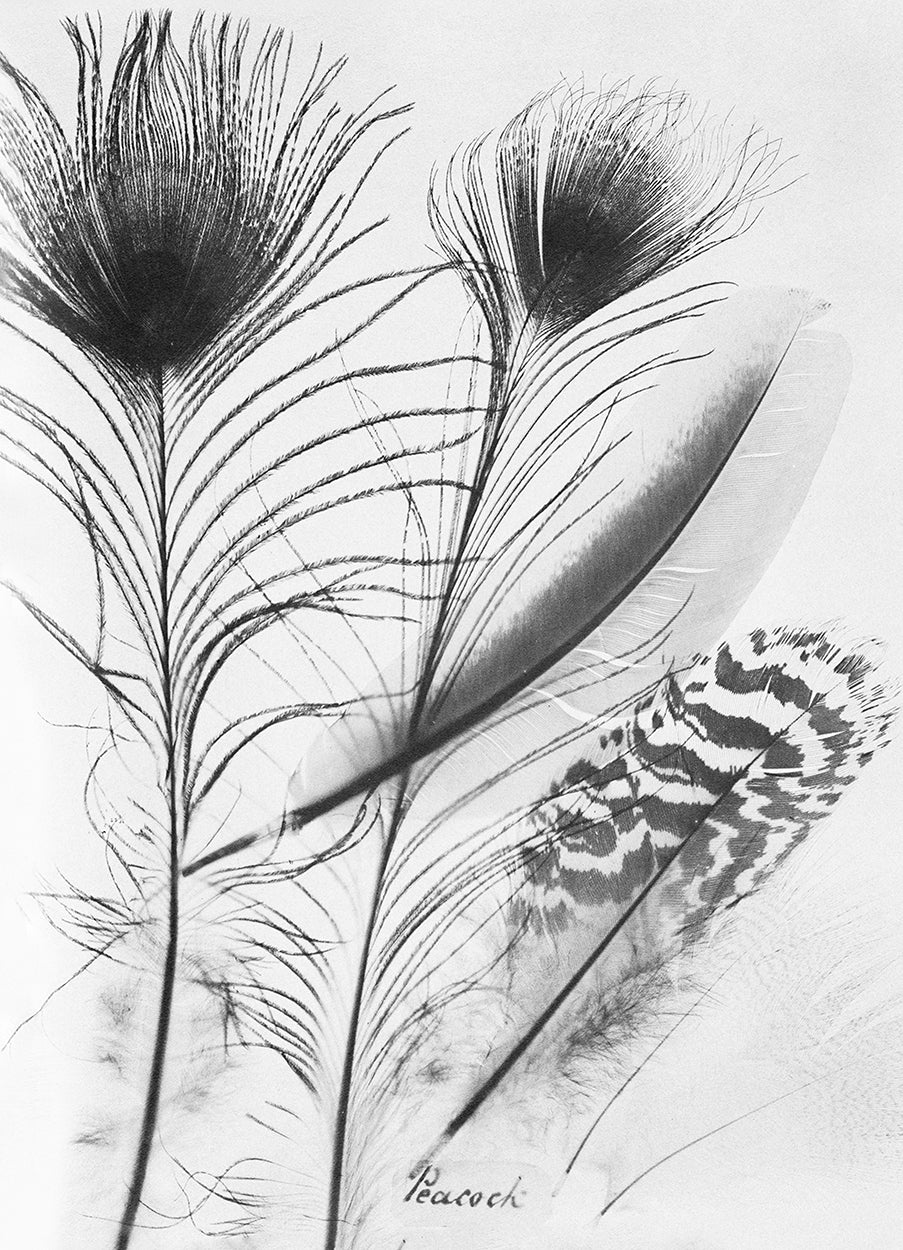 Peacock Feathers