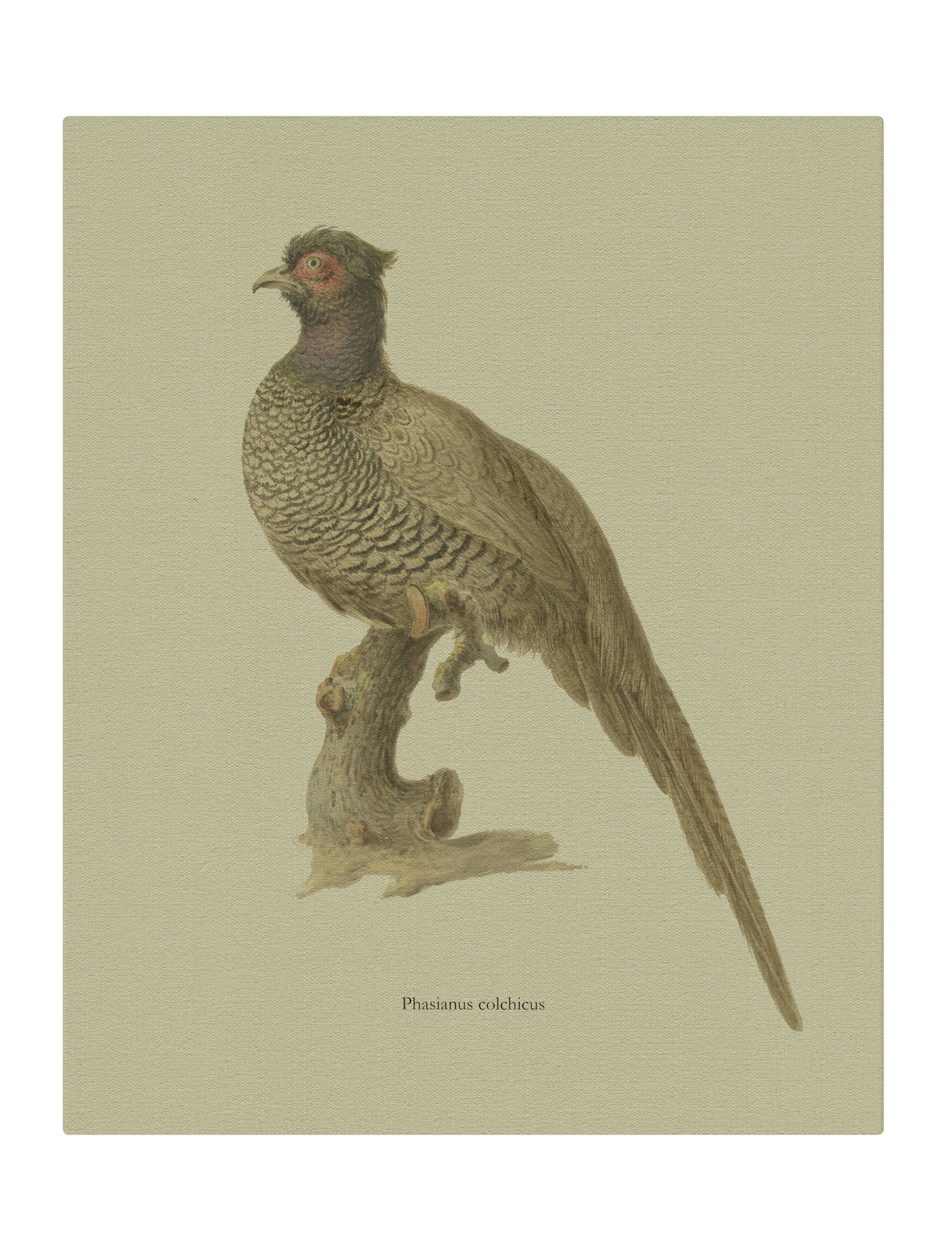 Pheasant