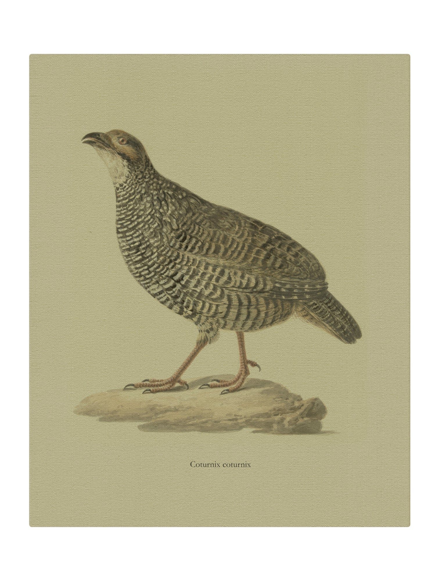 Quail