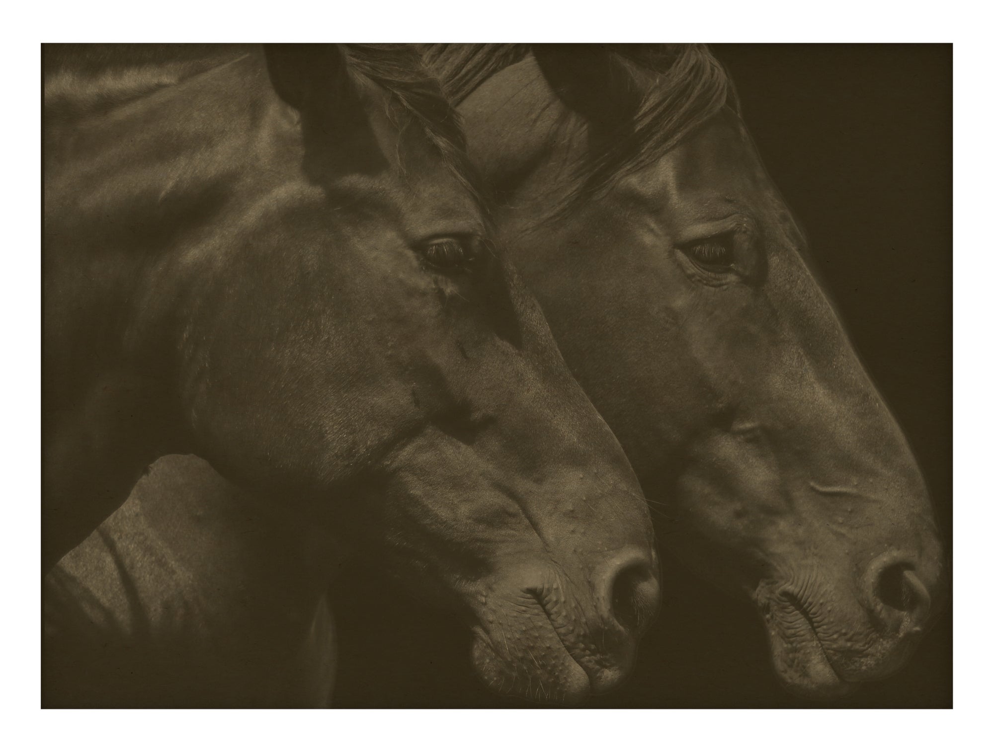 Pair of Horses