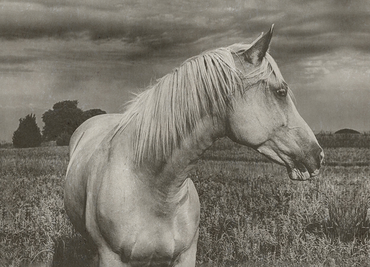 Horse In A Field I Hemp Art