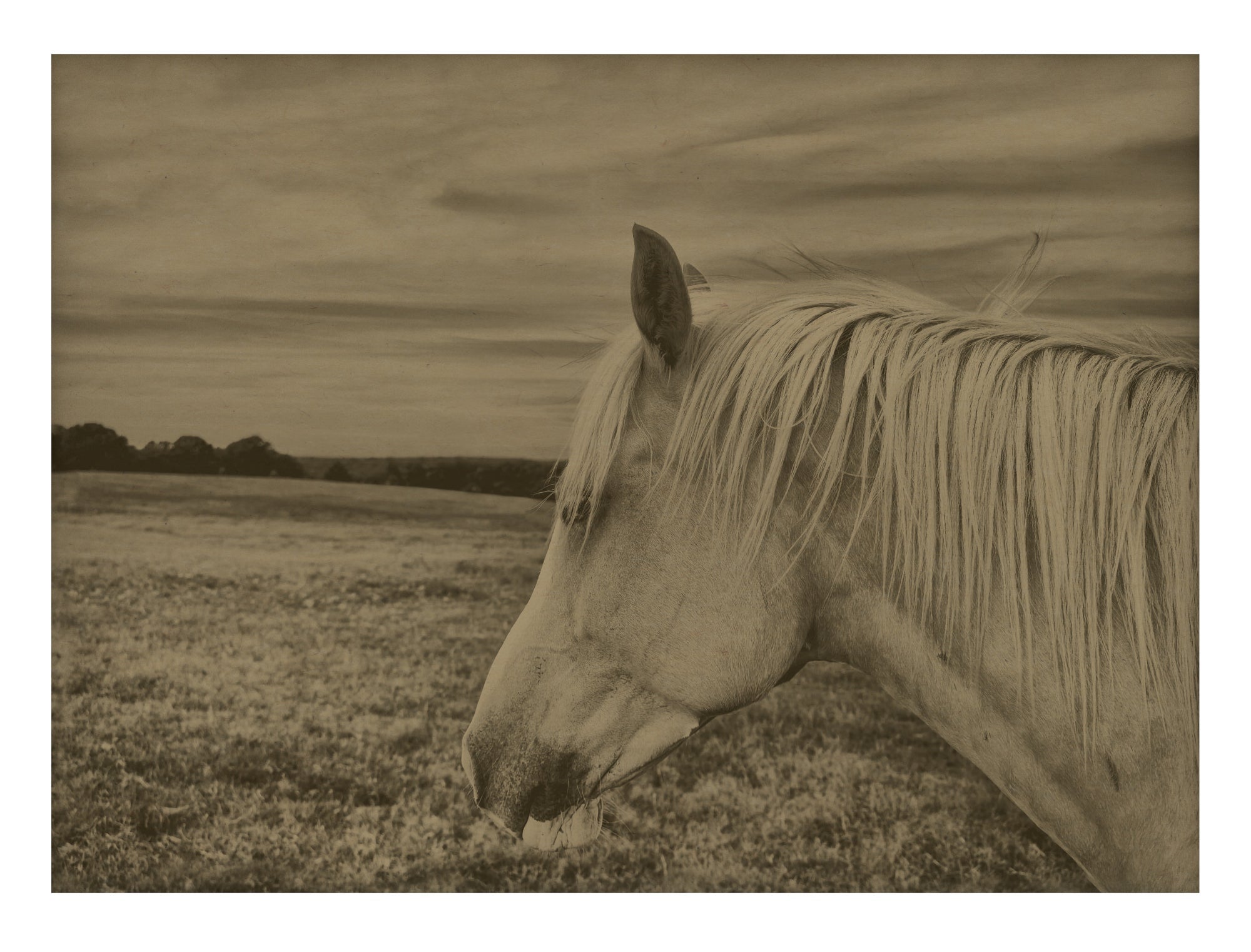 Horse In A Field II