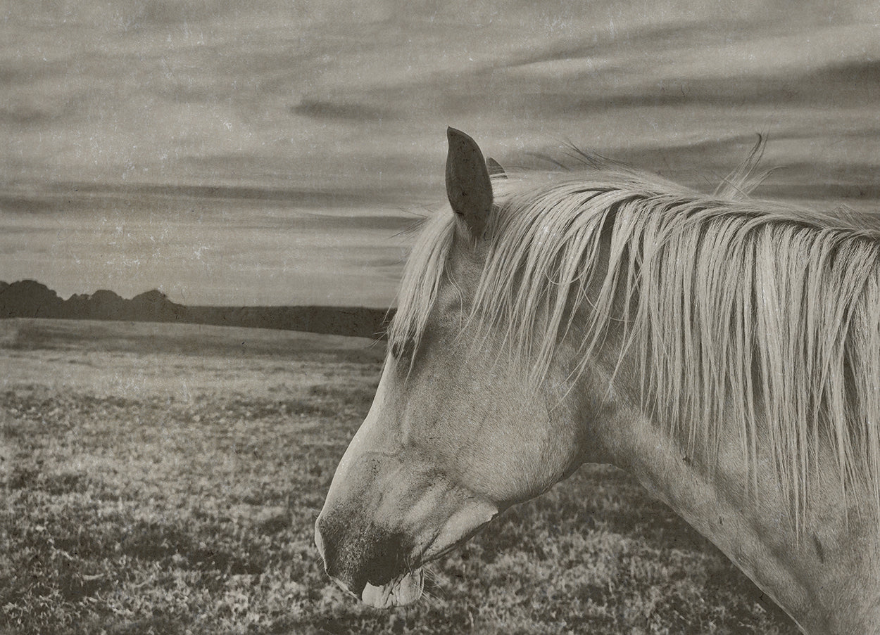 Horse In A Field II Hemp Art