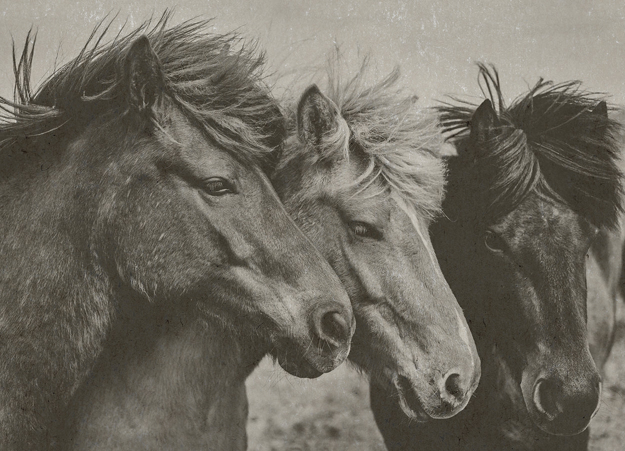 Three Horses In A Field Hemp Art