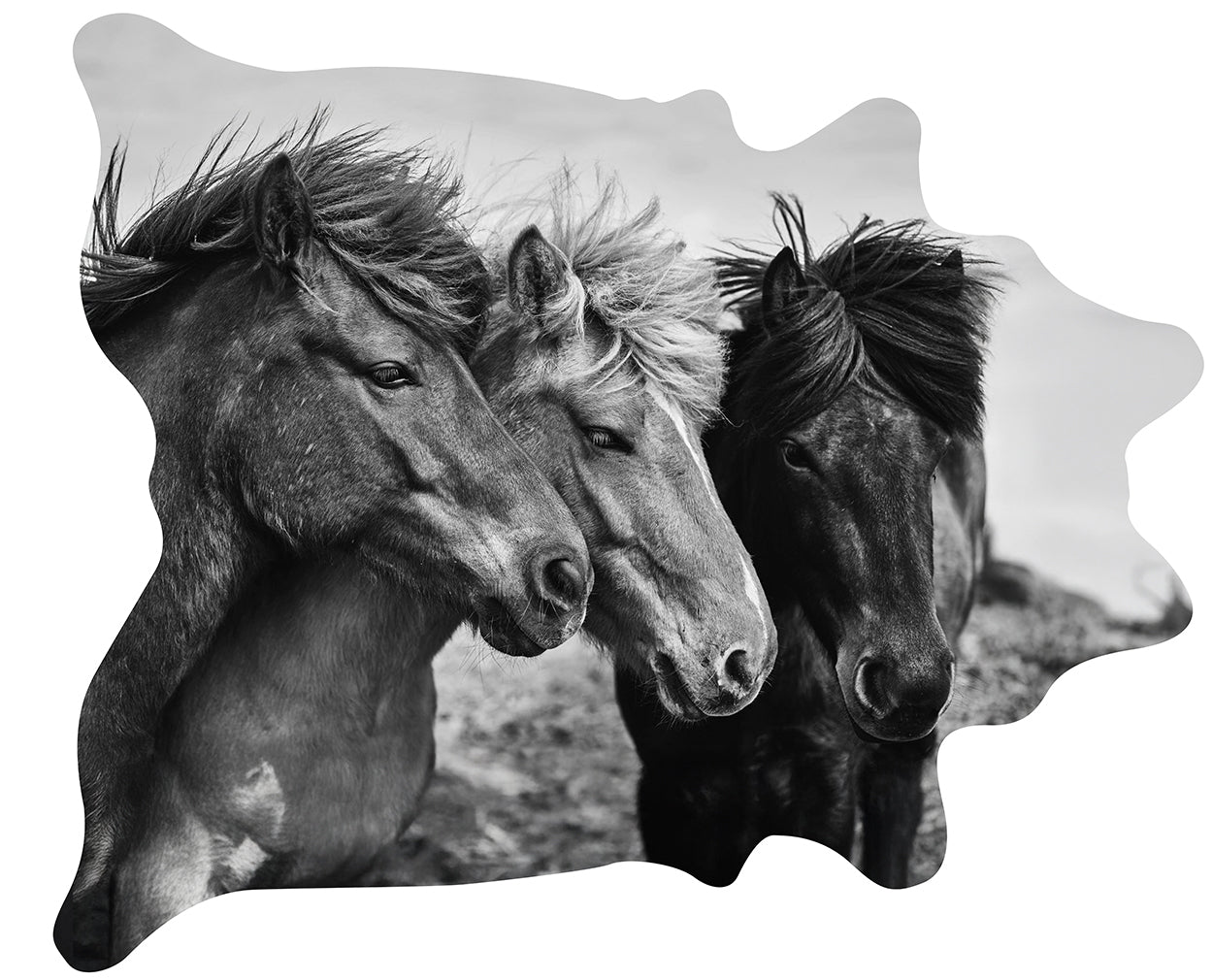 Three Horses in a Field