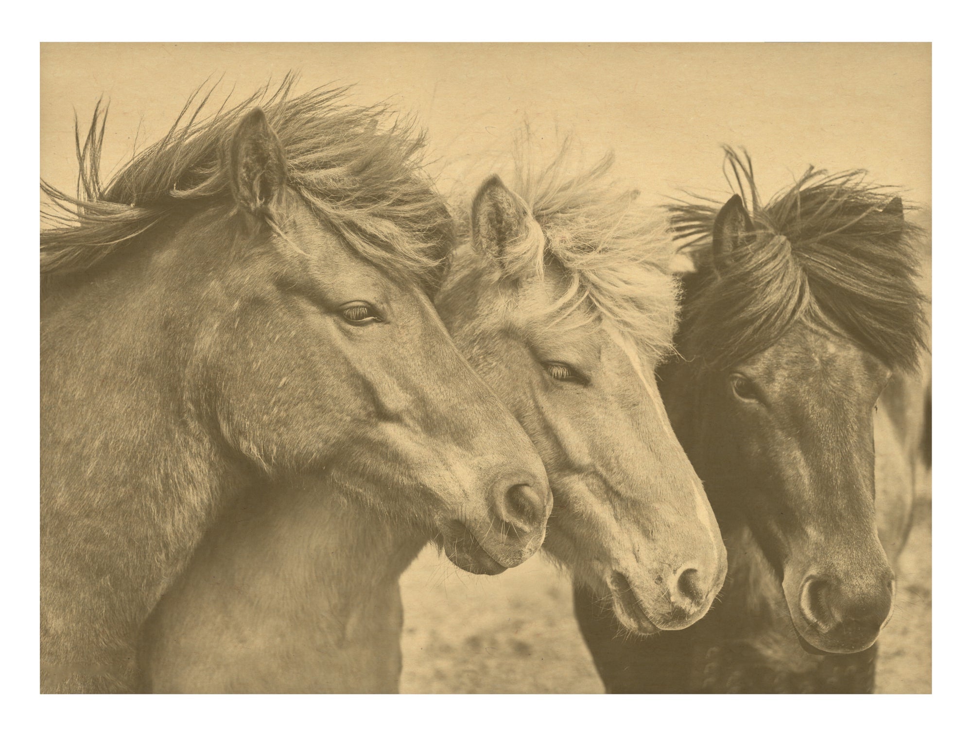 Three Horses In A Field