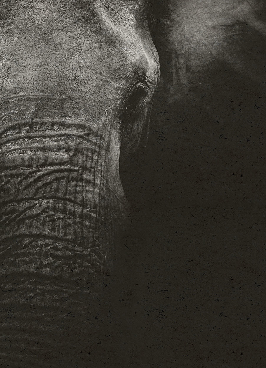 Elephant Hemp Art