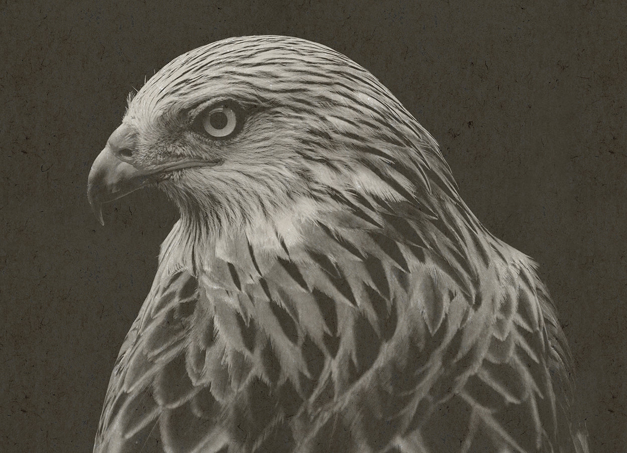 Hawk Hemp Art