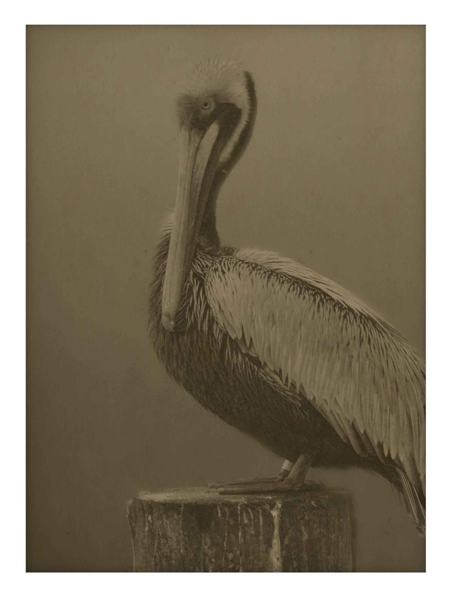 Pelican
