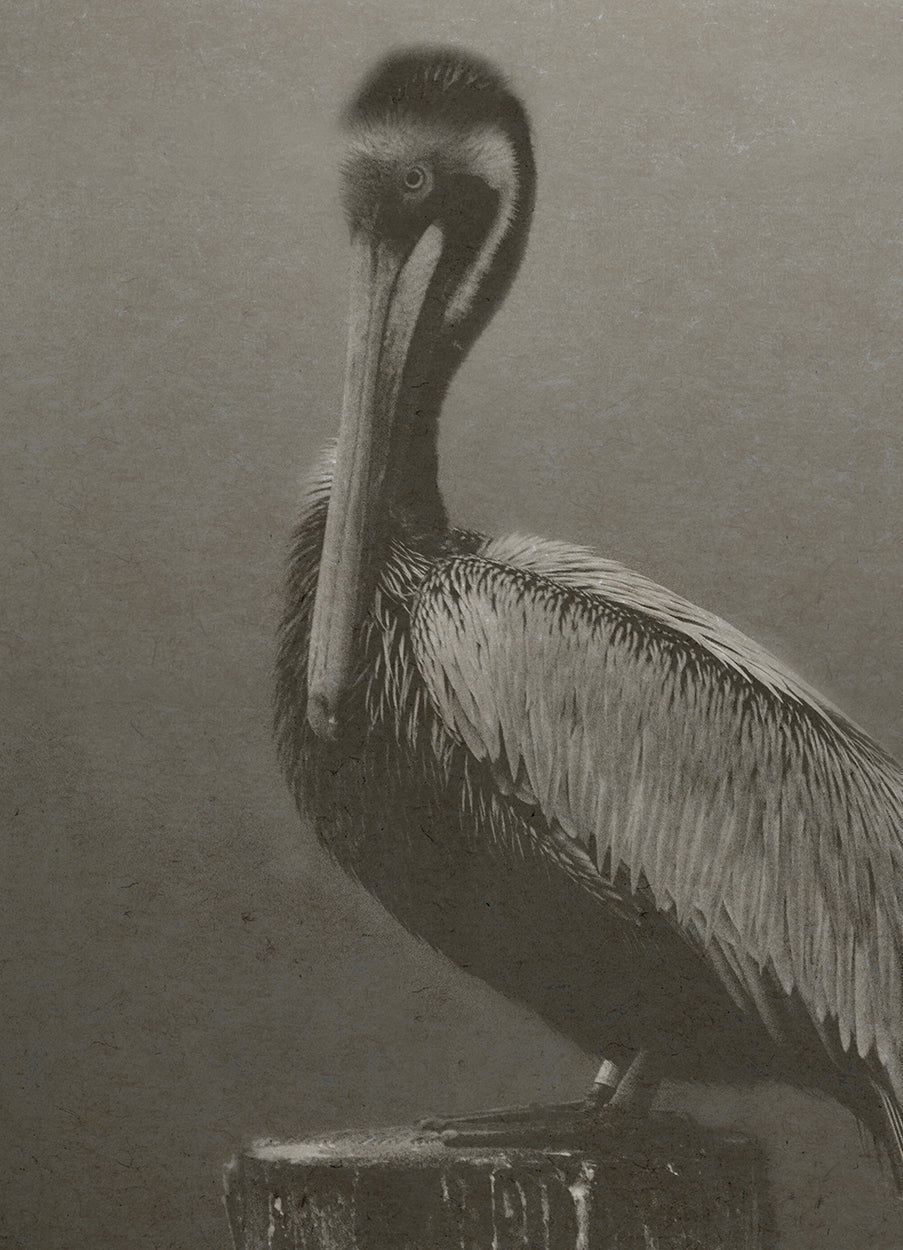 Pelican