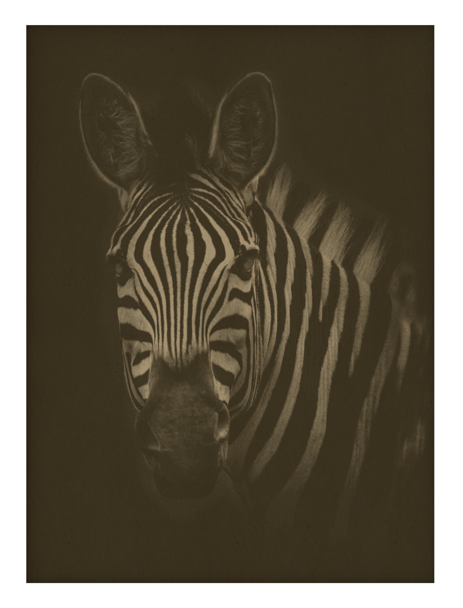 Zebra