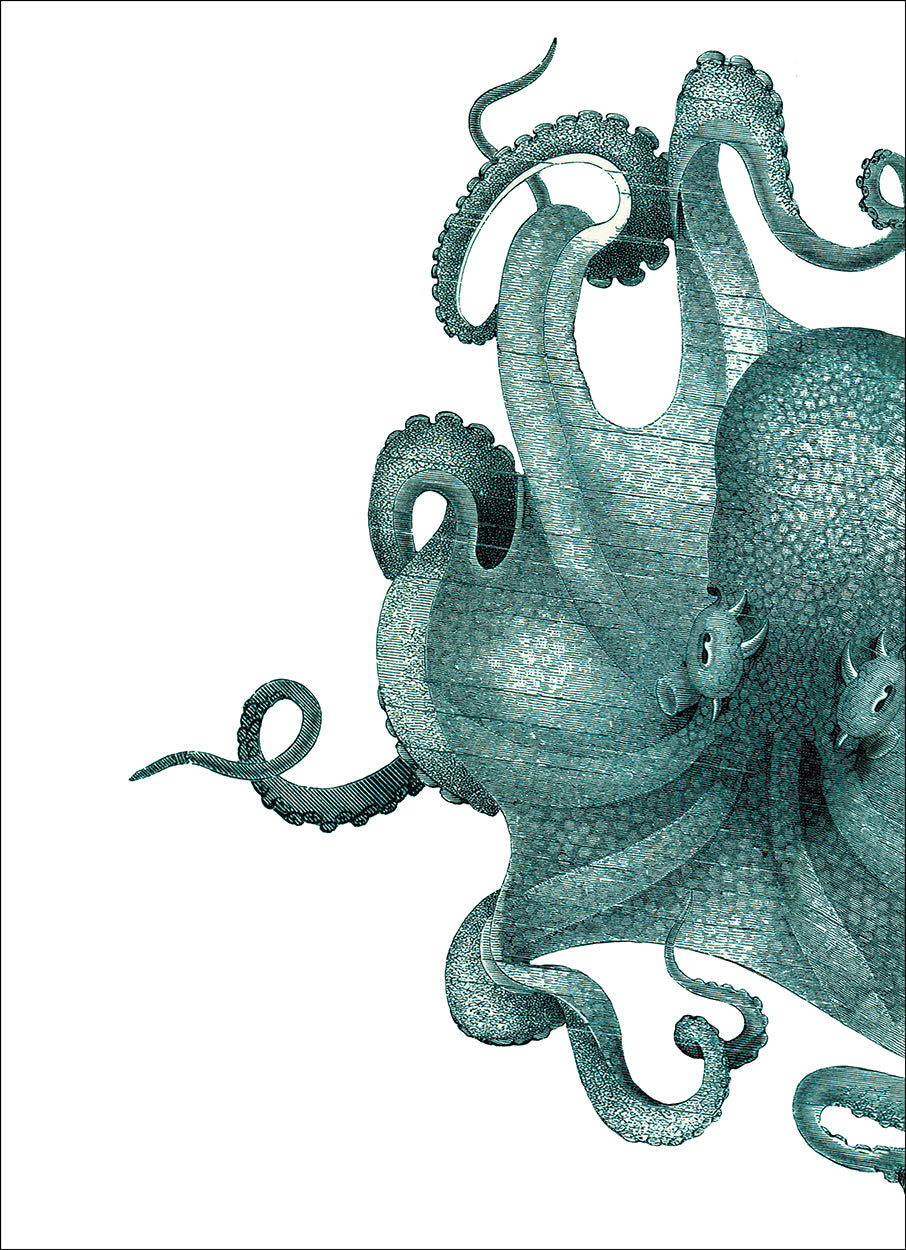 Octopus Seafoam Study