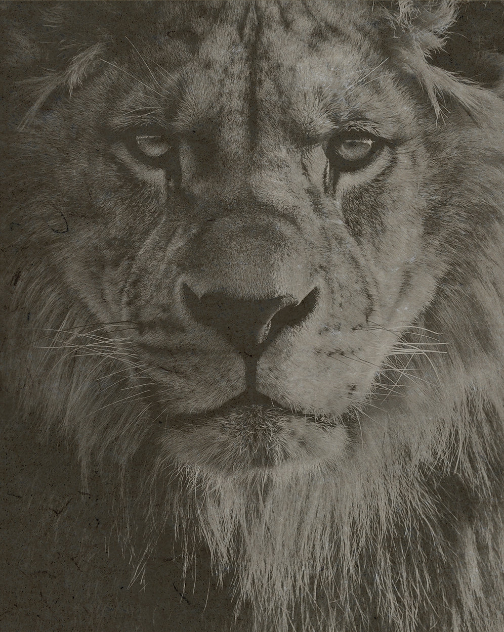 Lion cropped