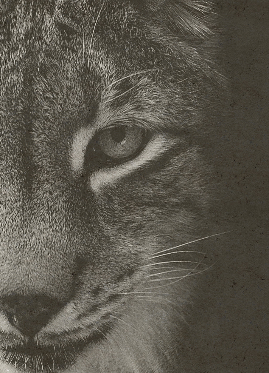 Lynx Cropped Hemp Art