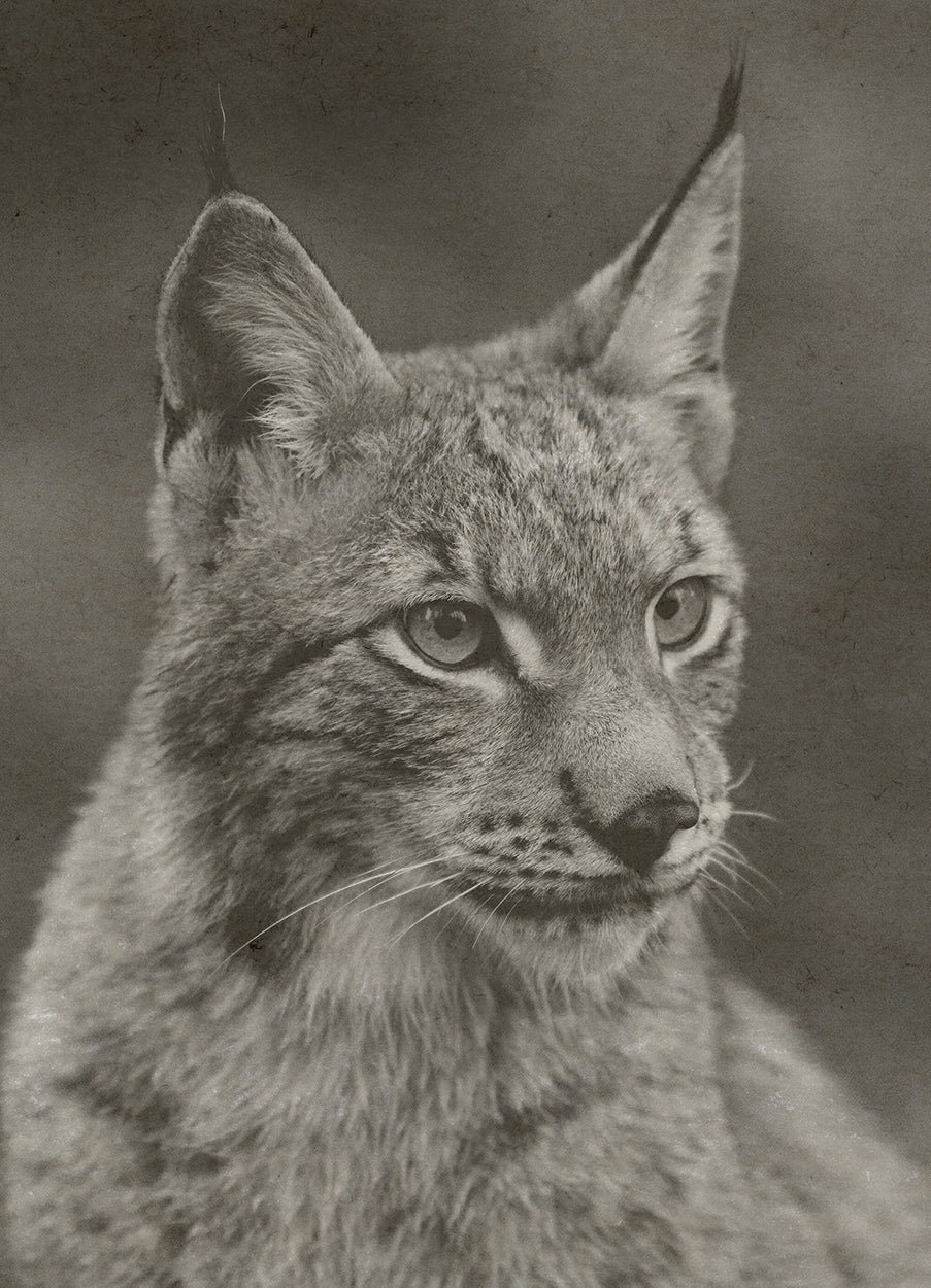 Lynx Hemp Art