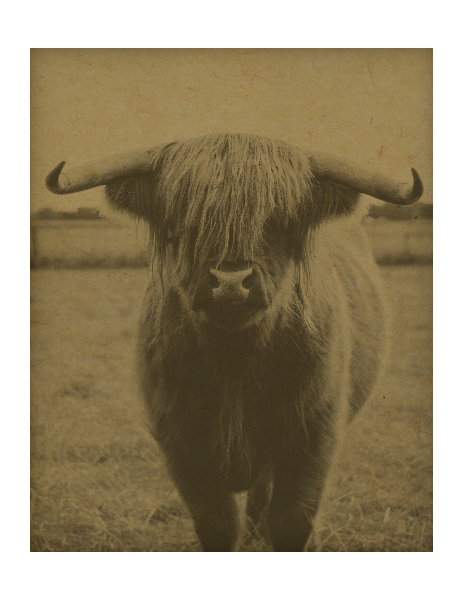 Highland-cow