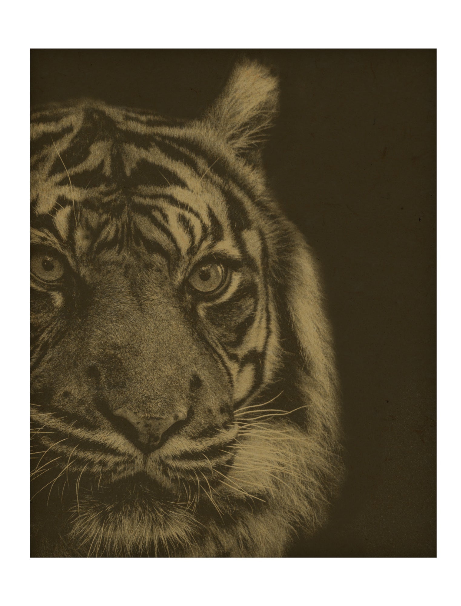 Tiger-close-up