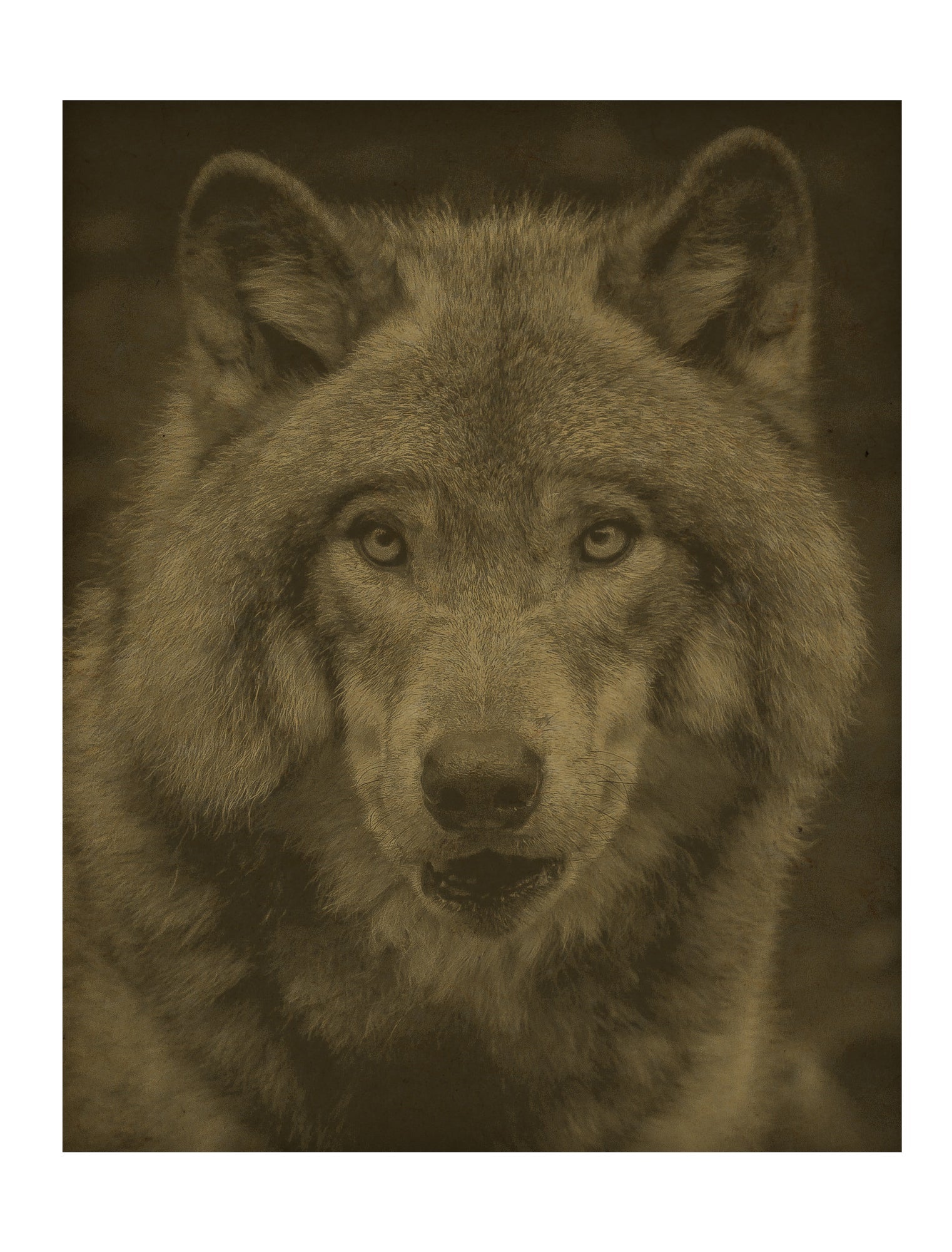 Wolf on Hemp