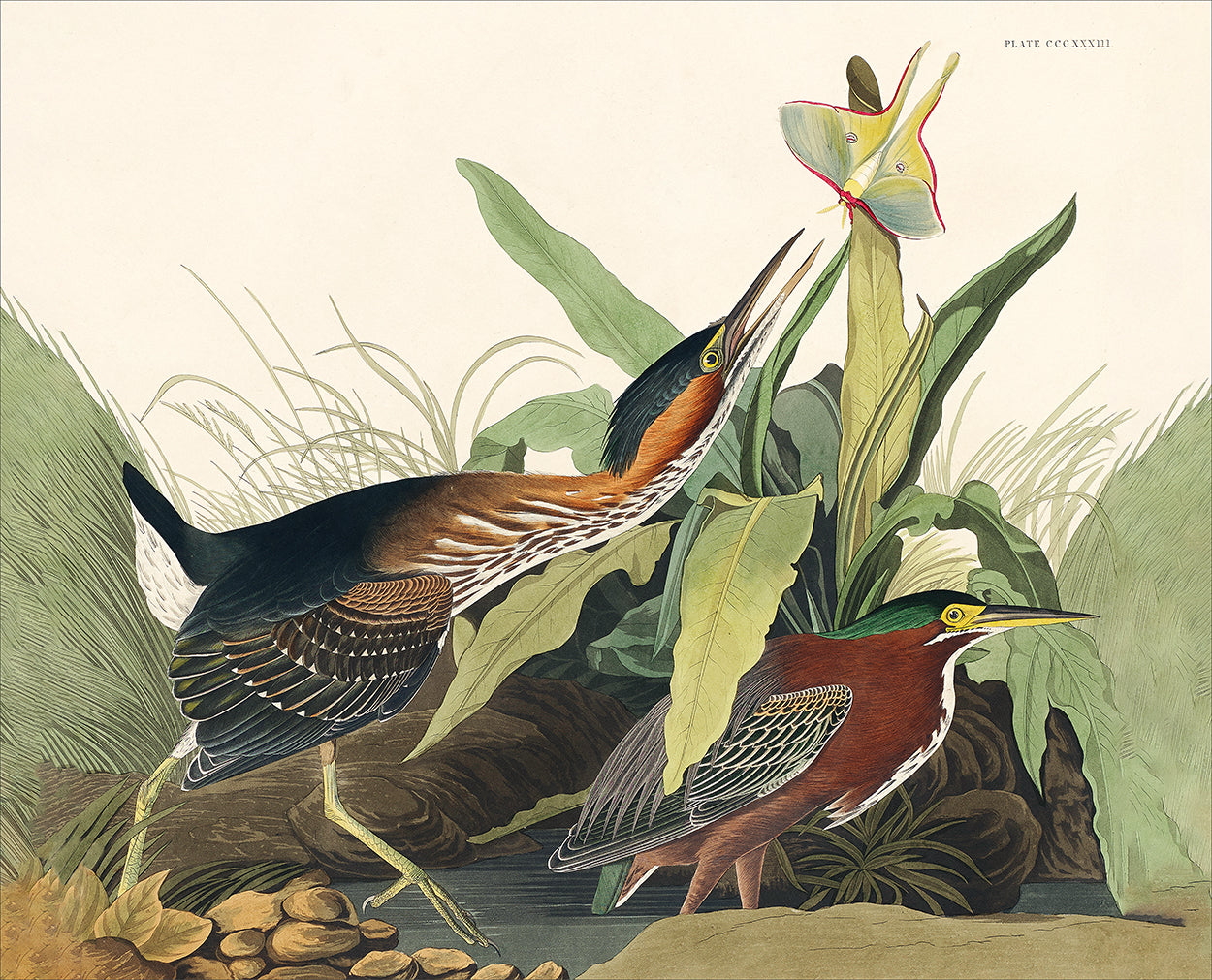 Audubon Green Heron